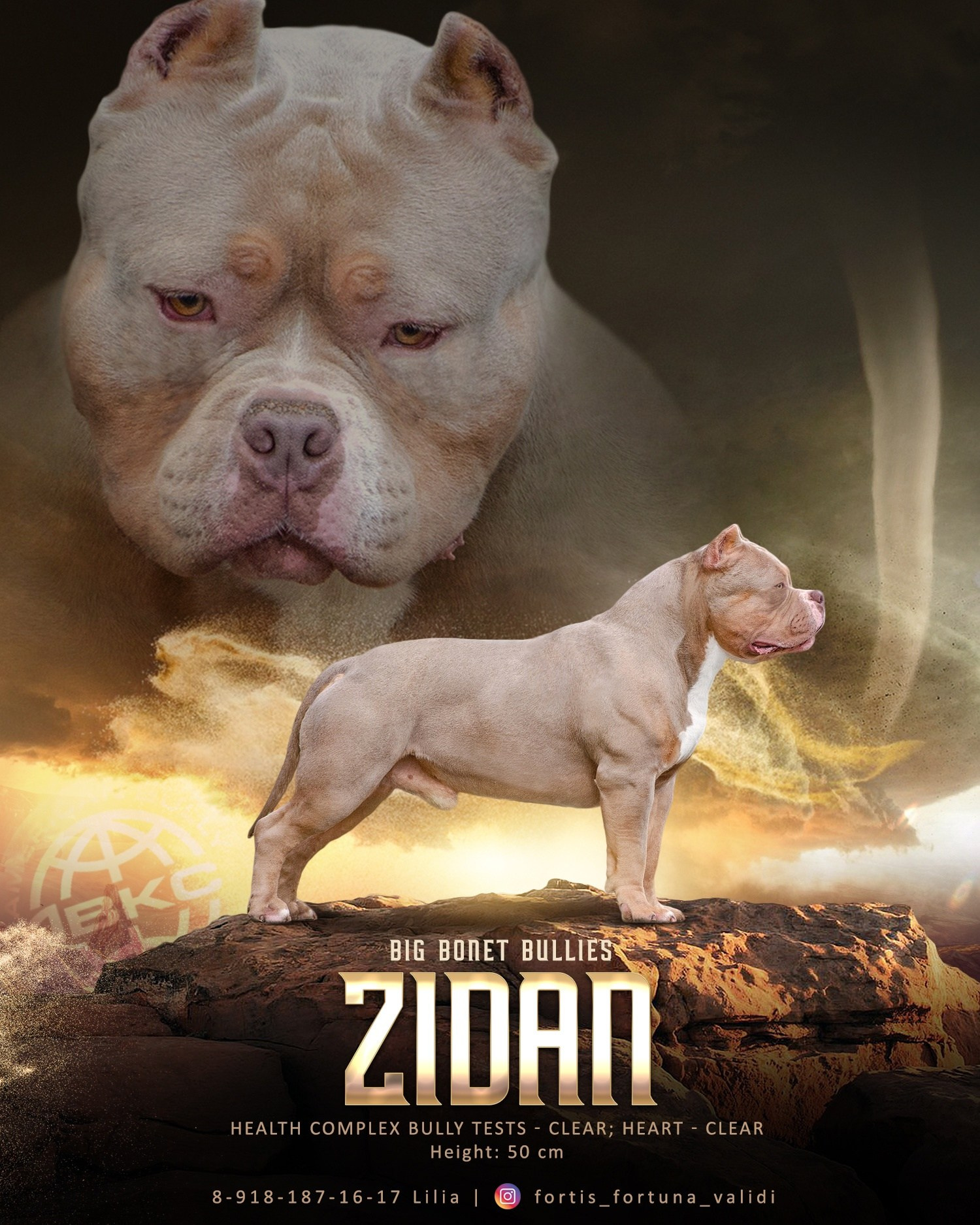 ZIDAN, презентация американских булли 