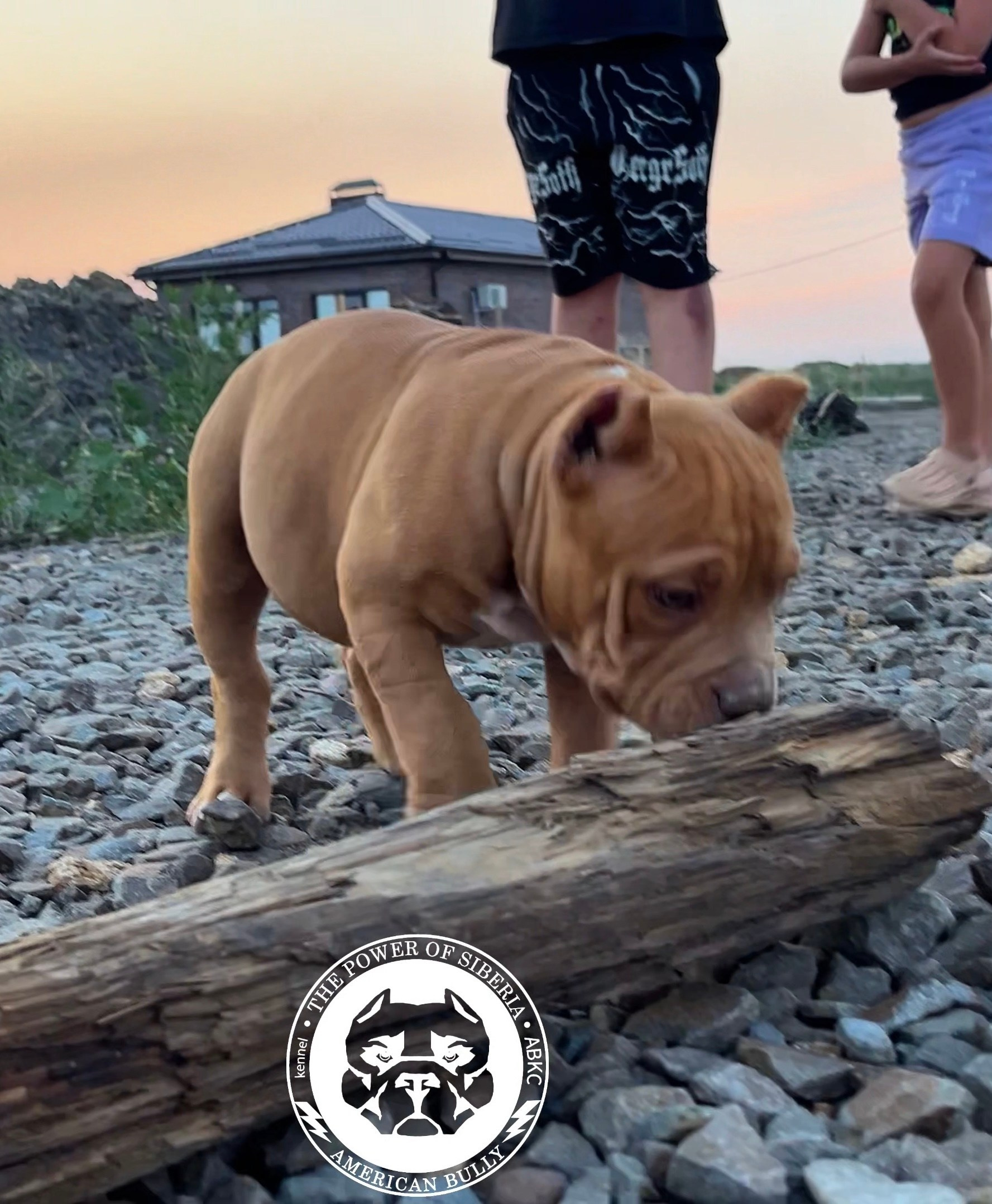 Помет Каспер и Тагира. 21.04.25. Американский Булли в г. Ростов-на-Дону. Питомник THE POWER OF SIBERIA