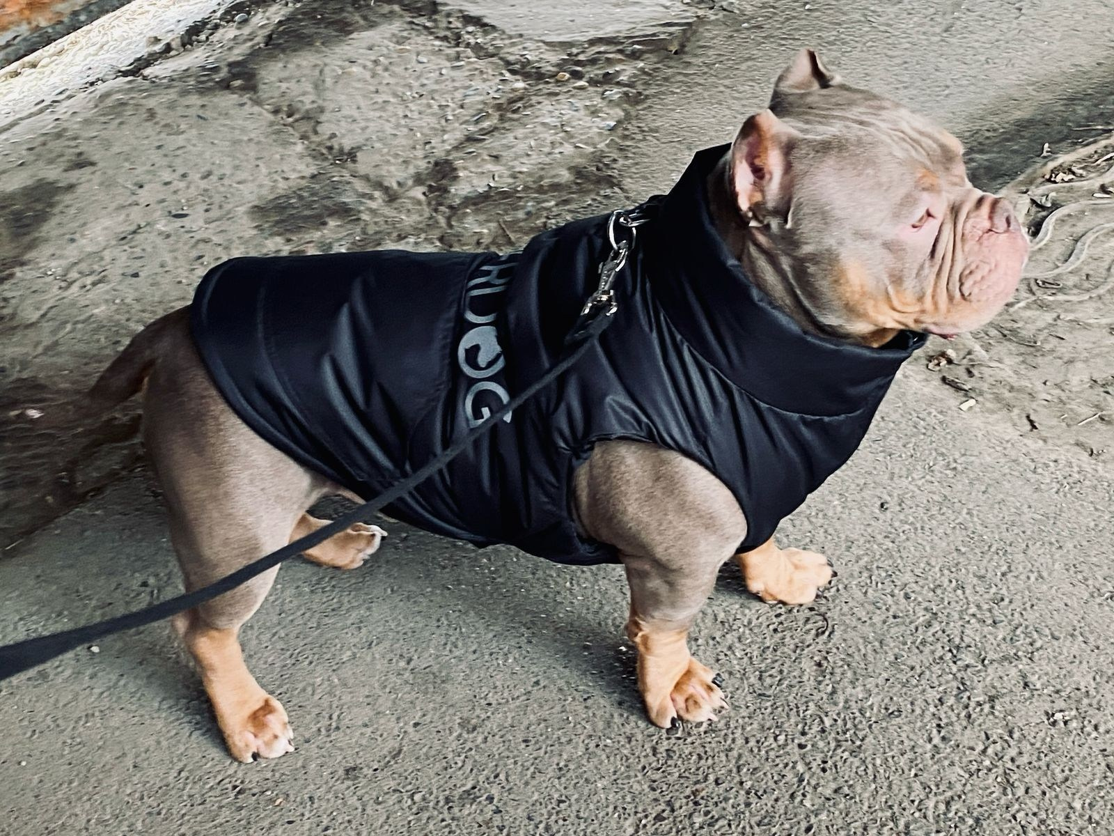 купить American Bully Владивосток