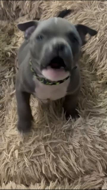 Дети Тайсона. ПИТОМНИК СОБАК ПОРОДЫ АМЕРИКАНСКИЙ БУЛЛИ