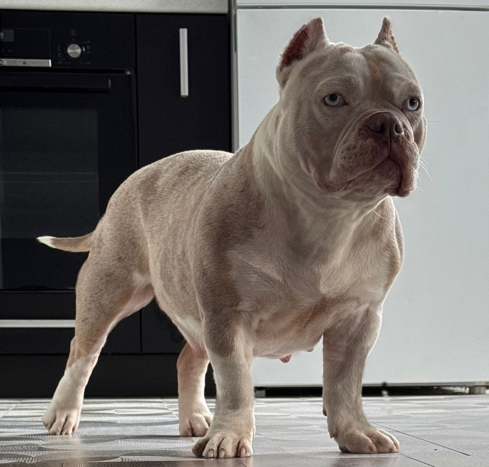 купить щенка породы американский булли в Уфе