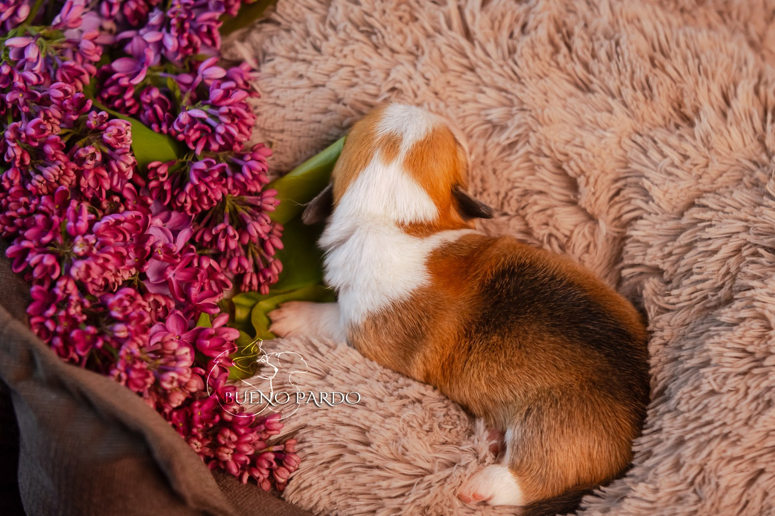 Щенки вельш корги пемброк из питомника. Питомник собак Акита, Хаски, Корги