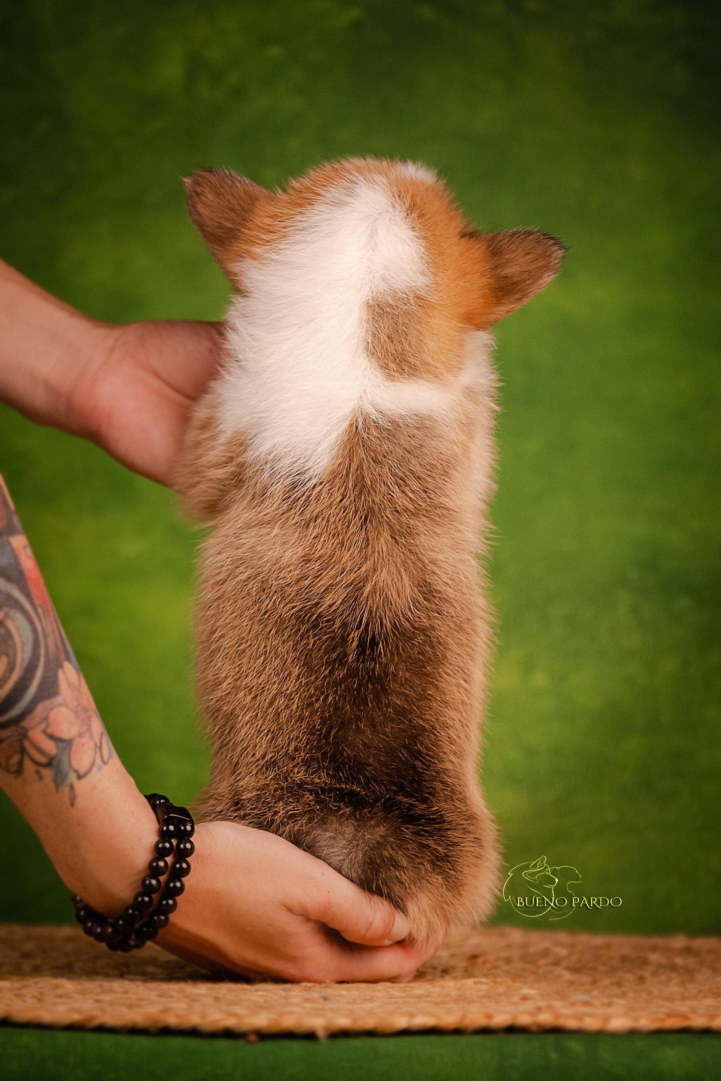 Щенки вельш корги пемброк из питомника. Питомник собак Акита, Хаски, Корги
