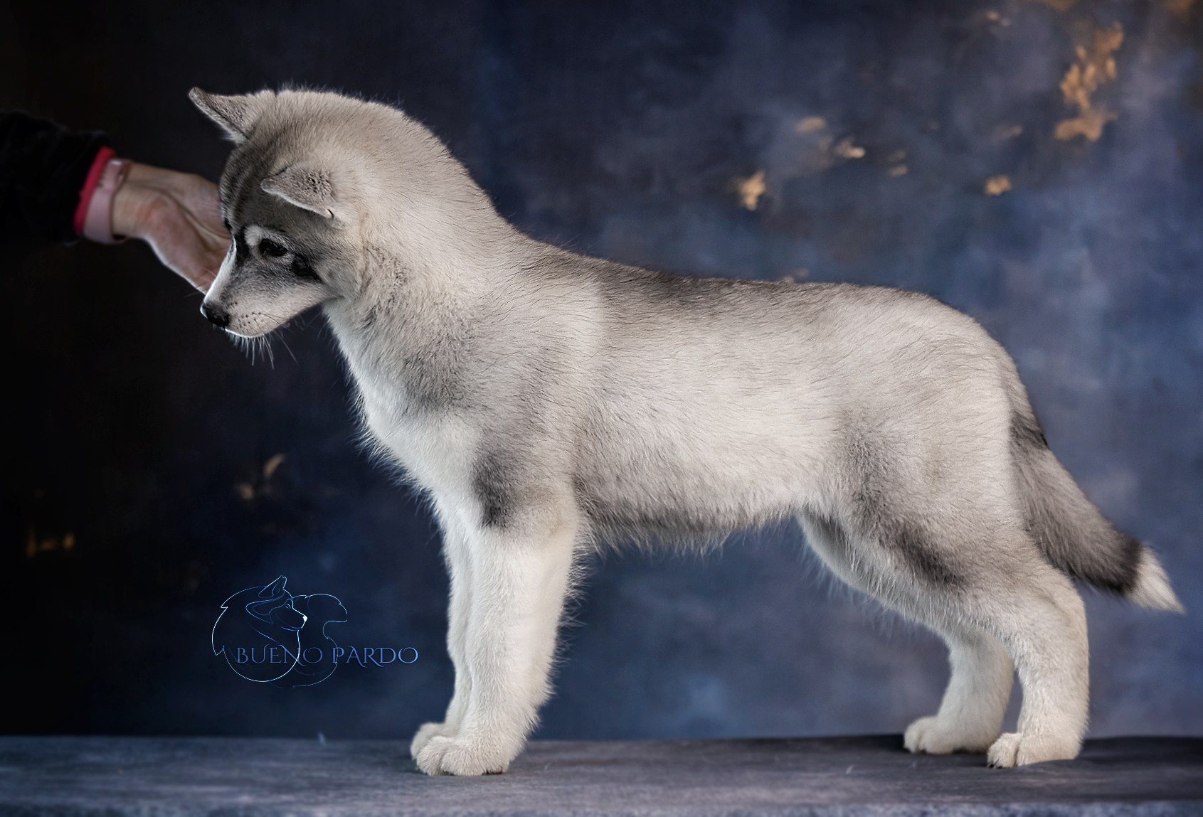 Щенки сибирского хаски из питомника. Питомник собак Акита, Хаски, Корги