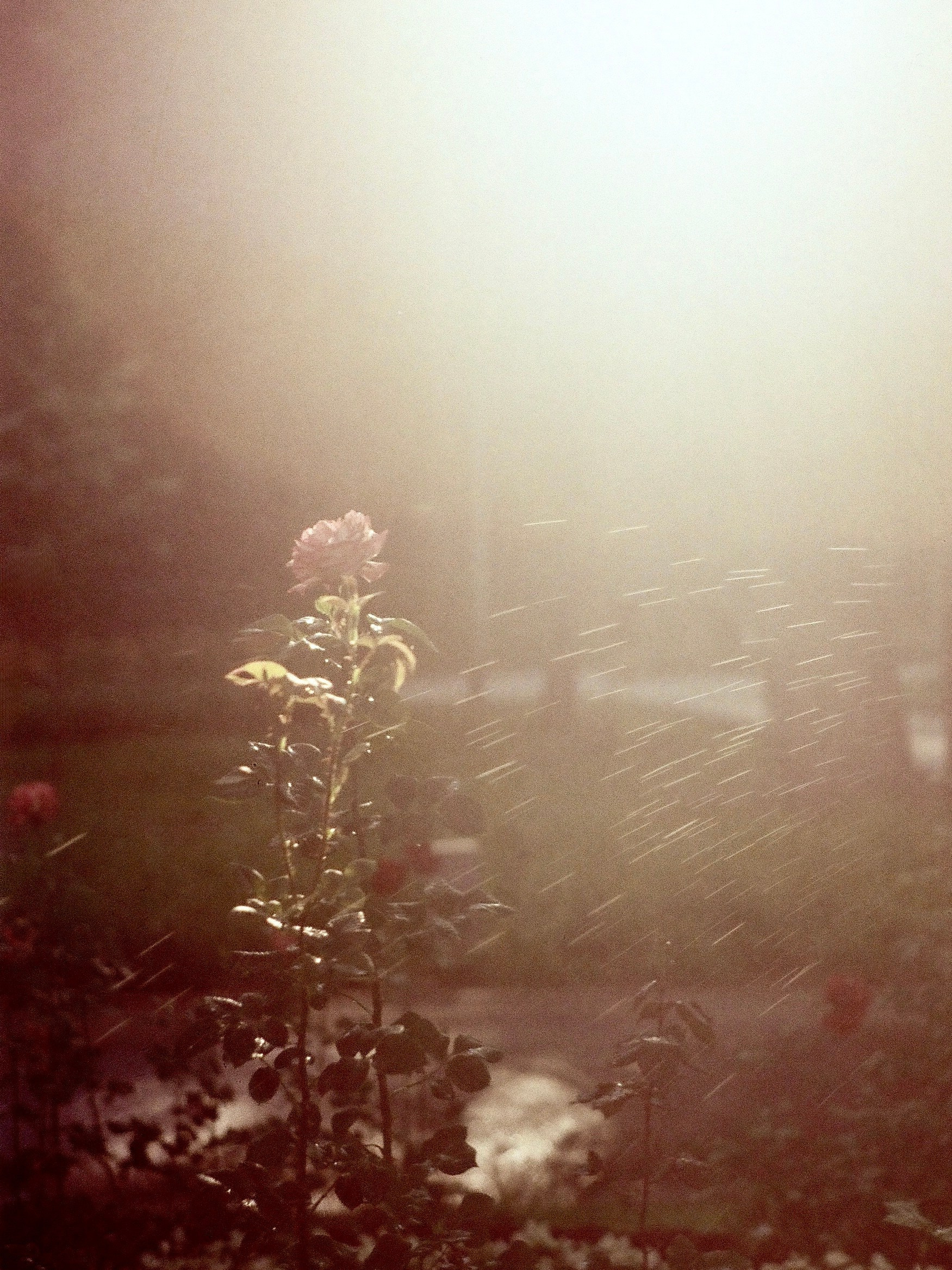 Плёнка, как письмо из прошлого. ElizabetArt — фотограф в Воронеже Елизавета Хлусова