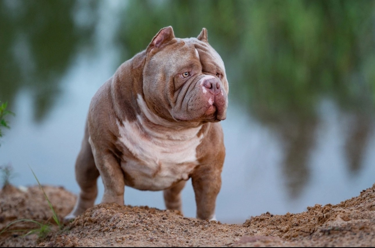 Родители NIRVANA KENNEL MESSI FOR FORTIS FORTUNA VALIDI. ПИТОМНИК СОБАК ПОРОДЫ АМЕРИКАНСКИЙ БУЛЛИ