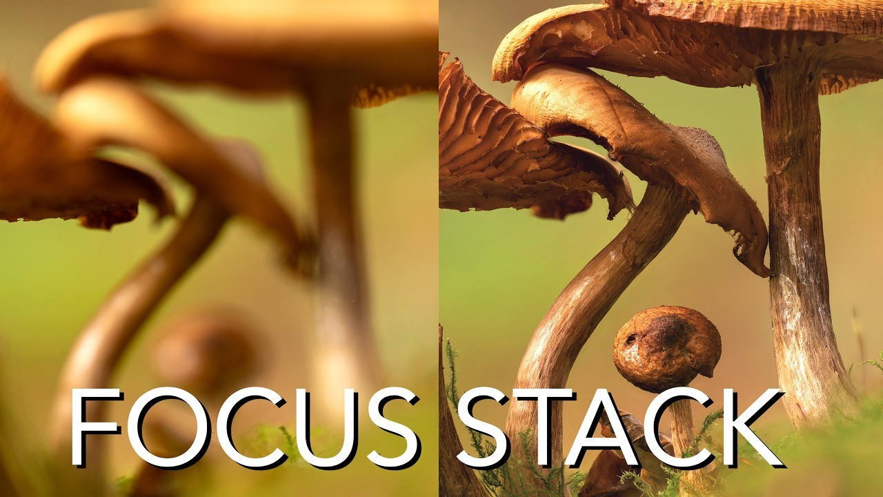 Фокус-стекинг на практике: как сделать идеальную макросъемку + мои результаты за 30 дней
