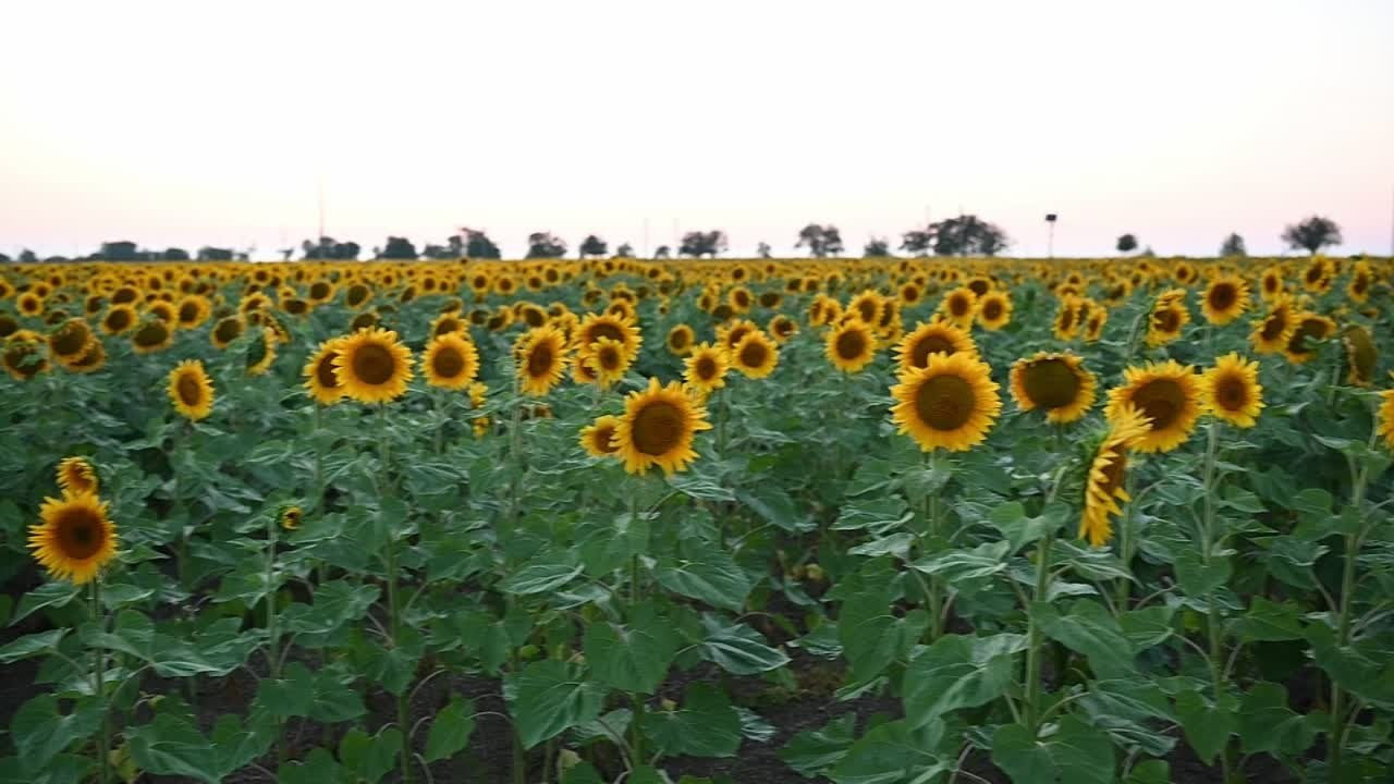 Что цветет в Крыму зимой, весной, летом и осенью. Семейный фотограф в Севастополе и Крыму Александра Погребняк