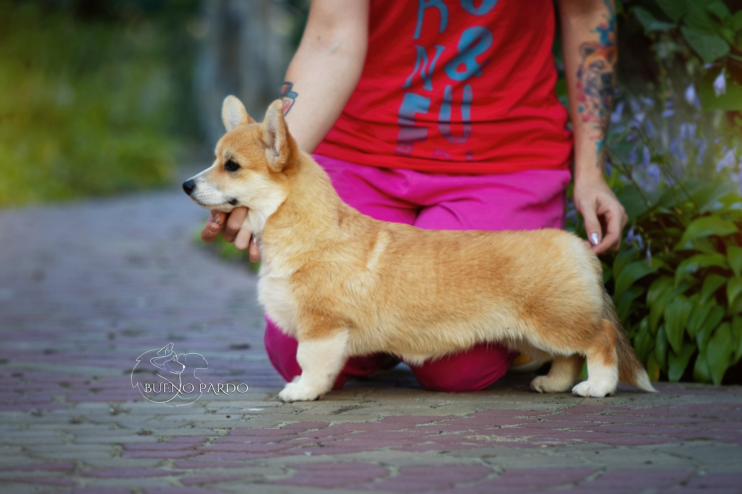 Щенки вельш корги пемброк из питомника. Питомник собак Акита, Хаски, Корги