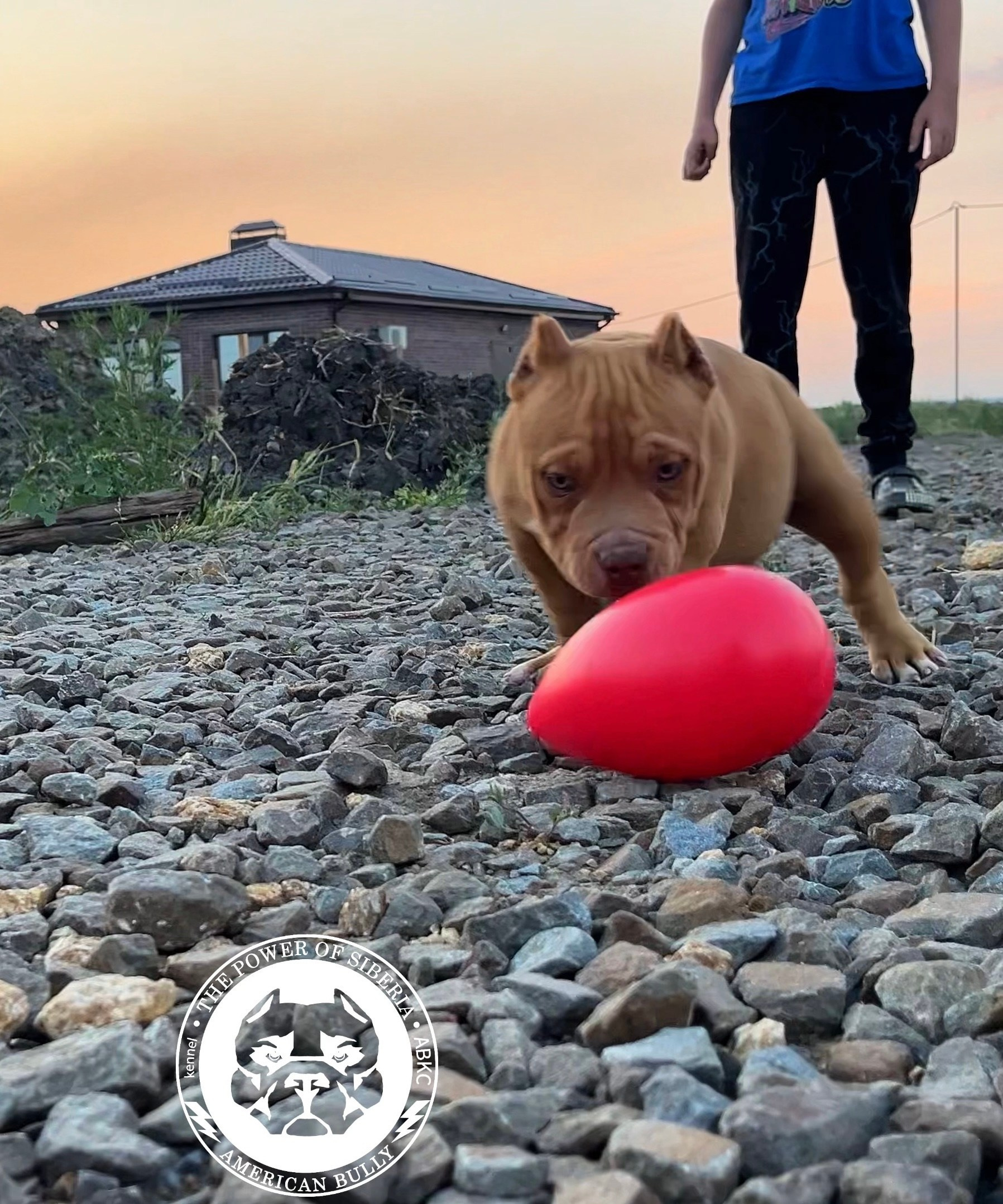 Помет Каспер и Тагира. 21.04.25. Американский Булли в г. Ростов-на-Дону. Питомник THE POWER OF SIBERIA