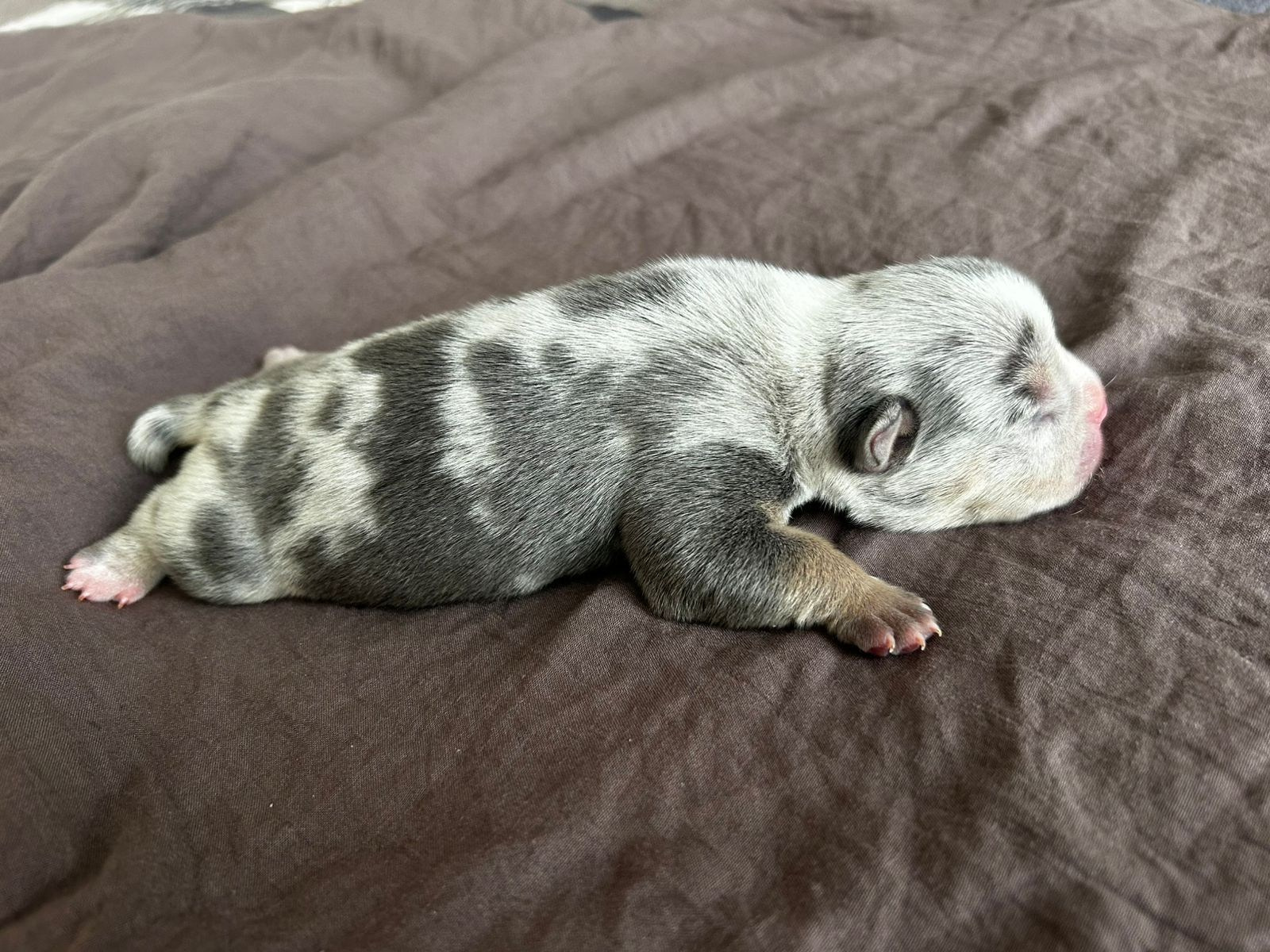 Помет Каспер и Айси. 07.08.25. Американский Булли в г. Ростов-на-Дону. Питомник THE POWER OF SIBERIA