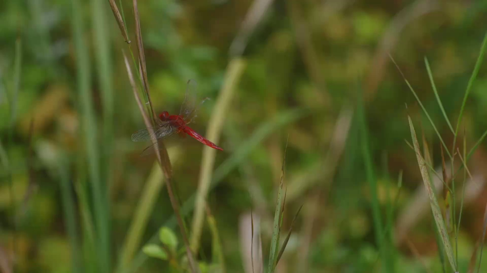 WEDDING DAY. Агата Акварель видеограф Сочи Краснодар