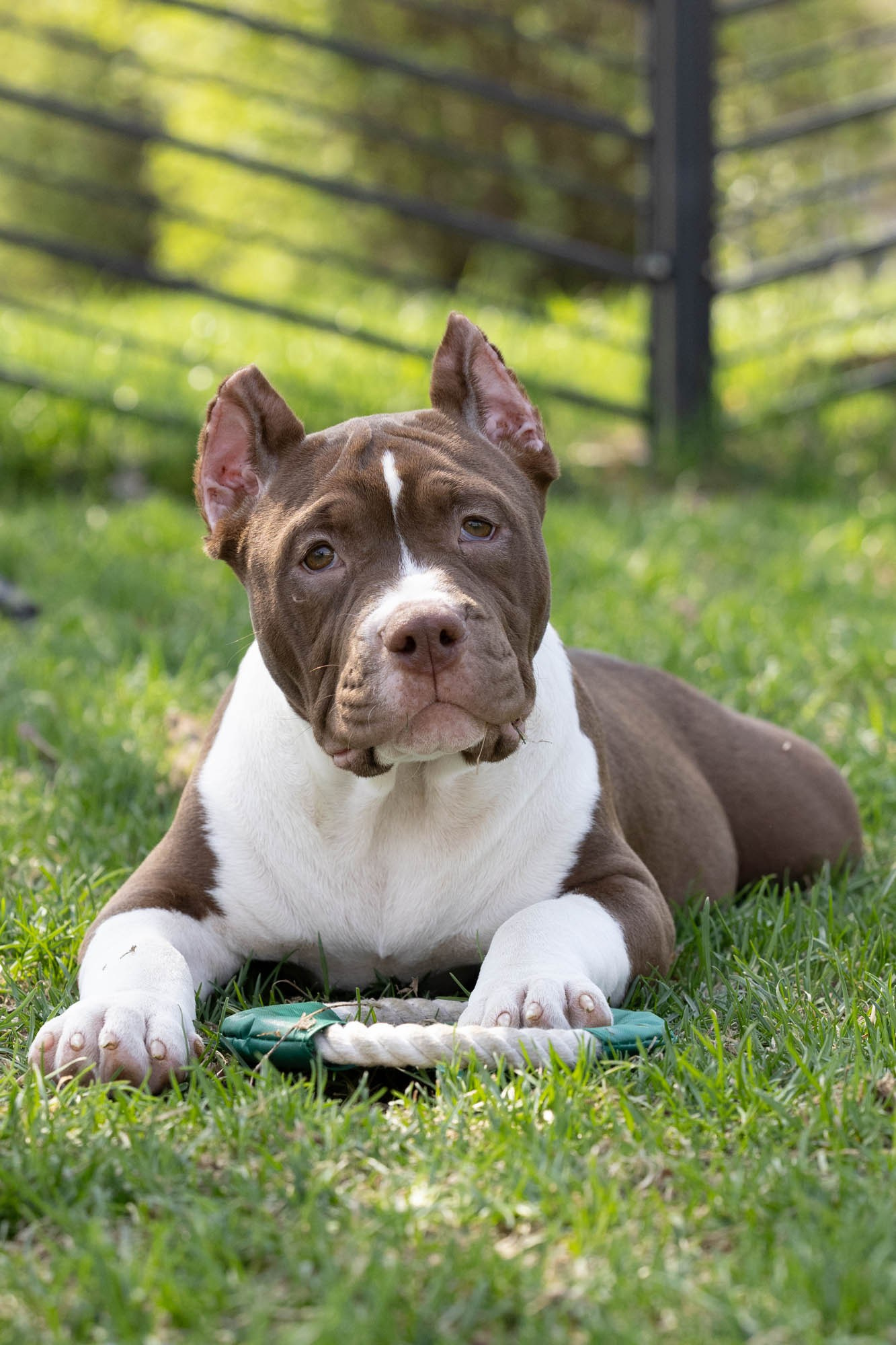 Щенки. Виктория Михайловская. Фотограф-анималист. Москва