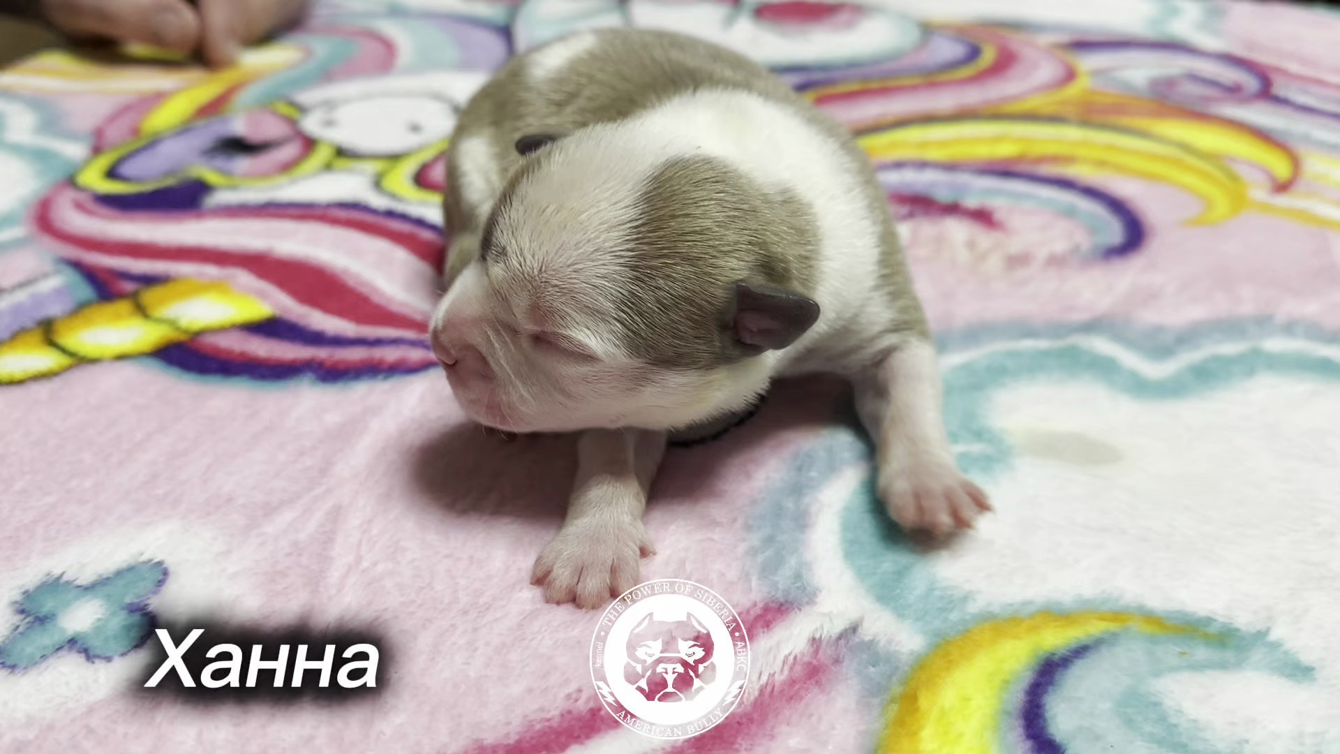 Свободные щенки «Стандарт». Американский Булли в г. Ростов-на-Дону. Питомник THE POWER OF SIBERIA