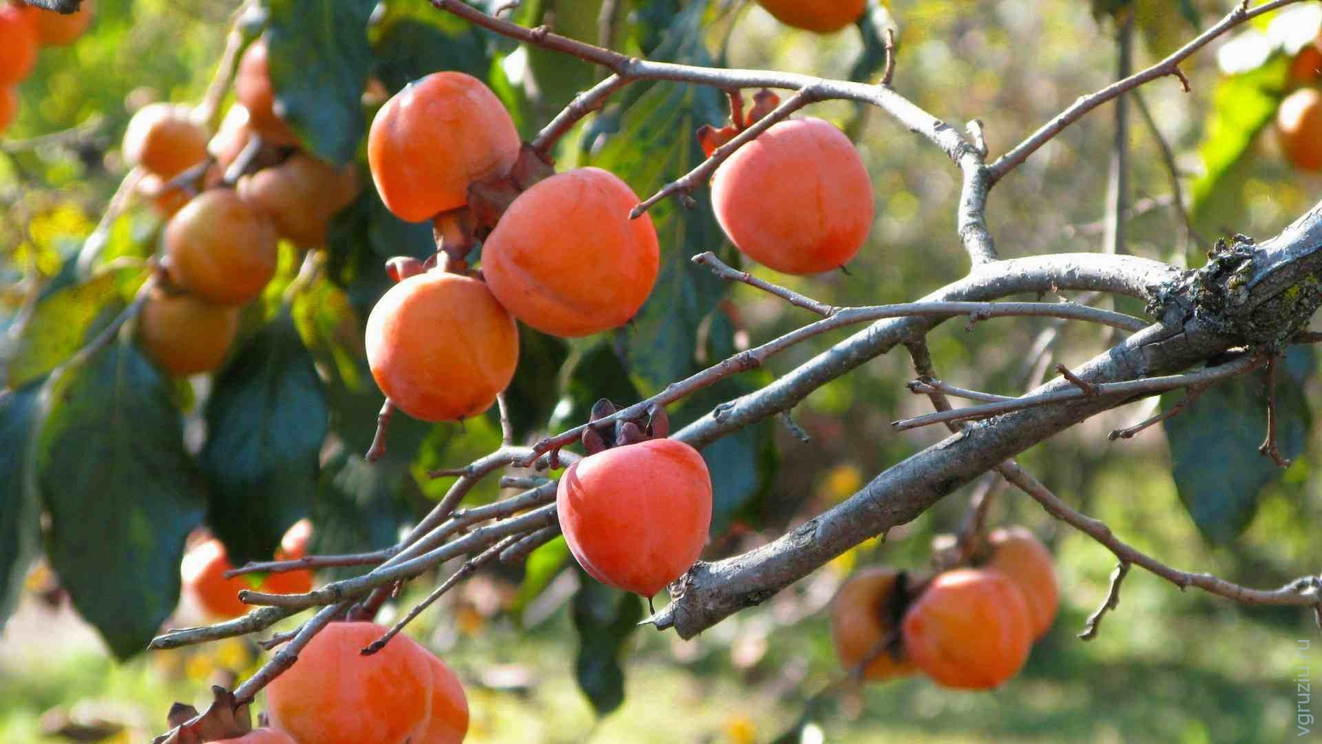 Фототур в Абхазию. Детский и семейный фотограф Нижнего Новгорода и Москвы Олеся Ратникова