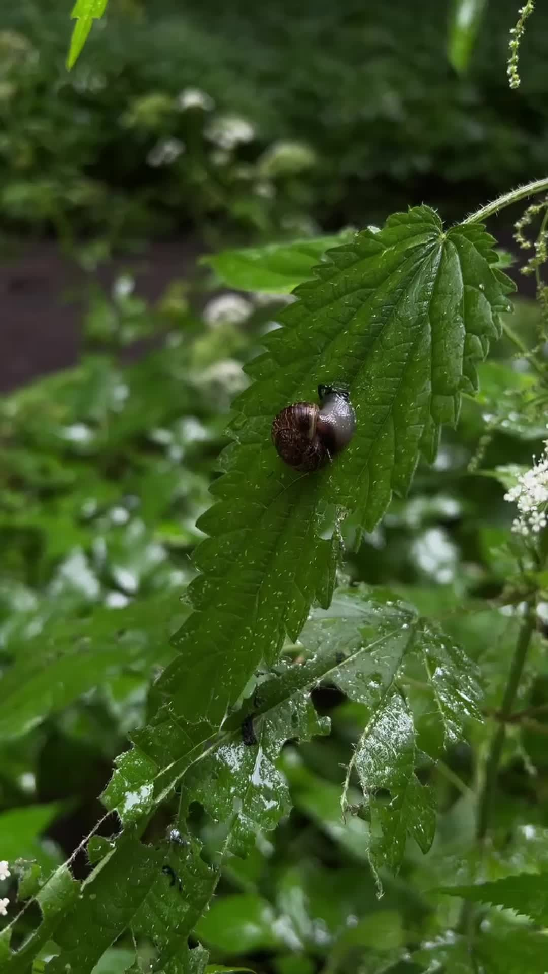Все пресеты VN | Эффект плёнки. Кинематографичный фотограф, видеограф Лина Плешакова, Санкт-Петербург