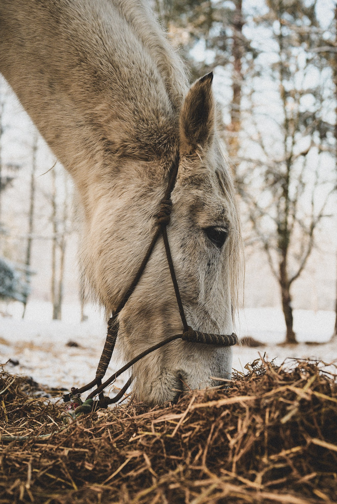 Репортажный фотограф в Санкт-Петербурге Диана Ларченкова