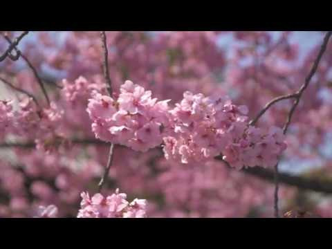Клуб. Матвей Лебедев: фото и видео, сайты. Москва, Жуковский, Малаховка