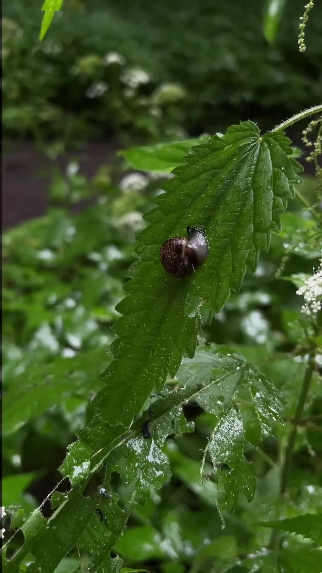 Все пресеты VN | Тёмные. Кинематографичный фотограф, видеограф Лина Плешакова, Санкт-Петербург