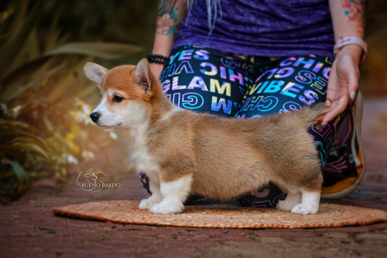 Щенки вельш корги пемброк из питомника. Питомник собак Акита, Хаски, Корги