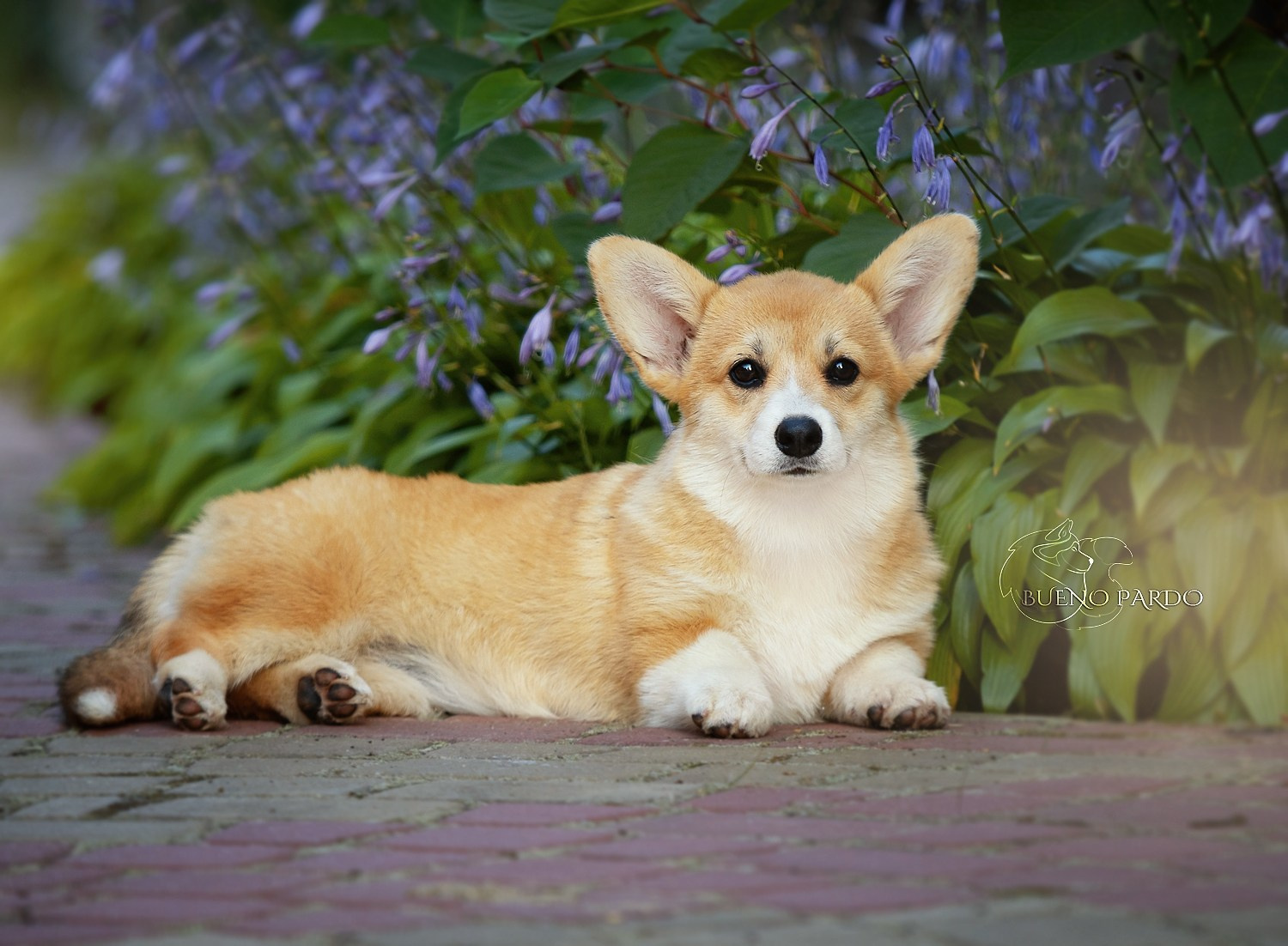 Щенки вельш корги пемброк из питомника. Питомник собак Акита, Хаски, Корги