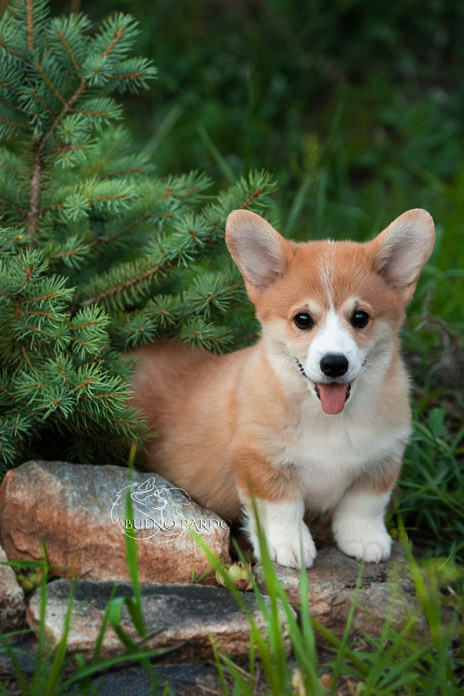 Щенки вельш корги пемброк из питомника. Питомник собак Акита, Хаски, Корги