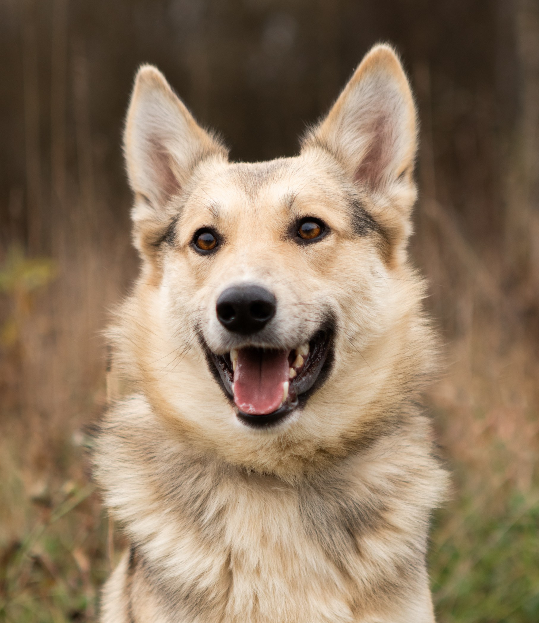 Фотограф-анималист Полина Колкова | Москва