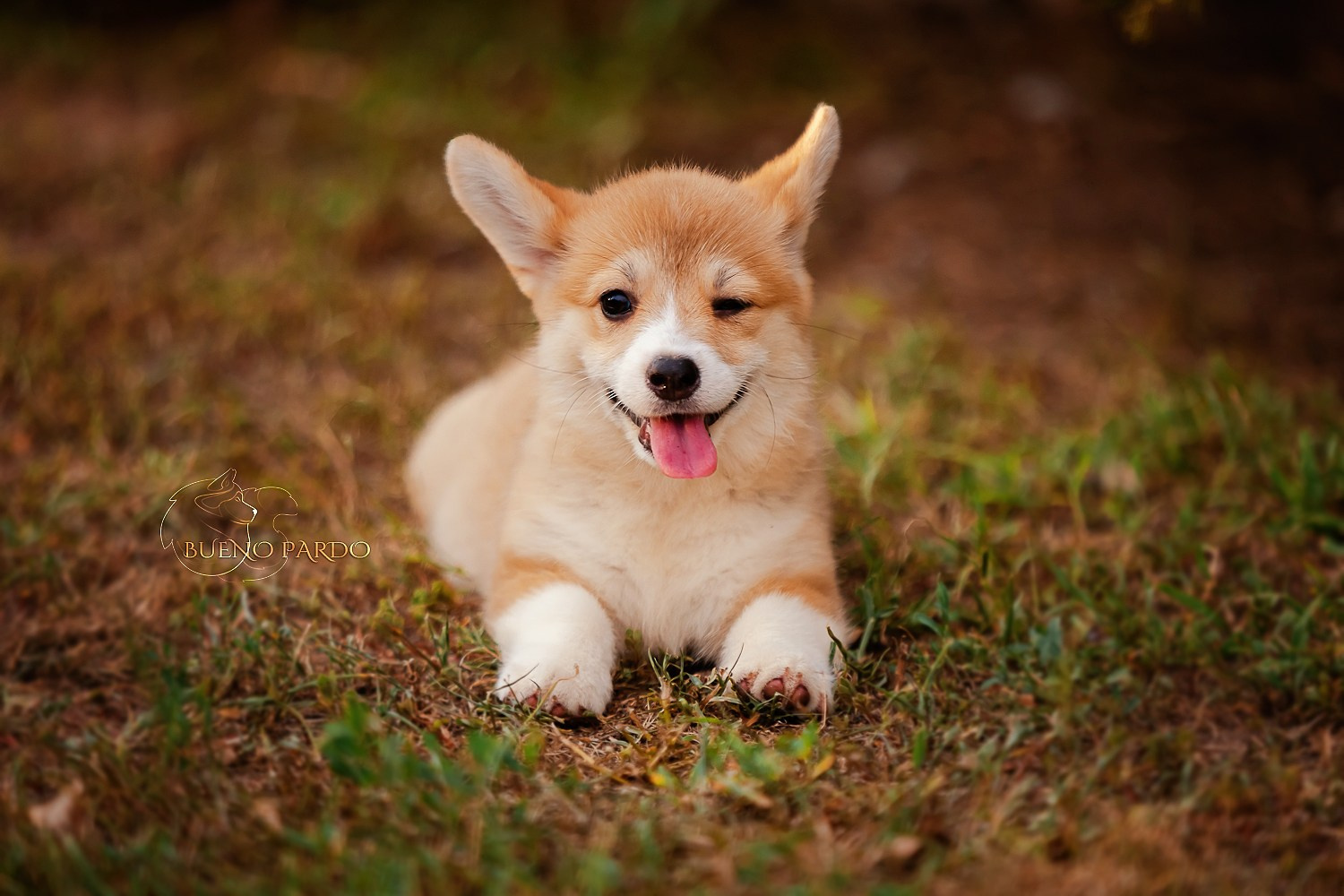 Щенки вельш корги пемброк из питомника. Питомник собак Акита, Хаски, Корги