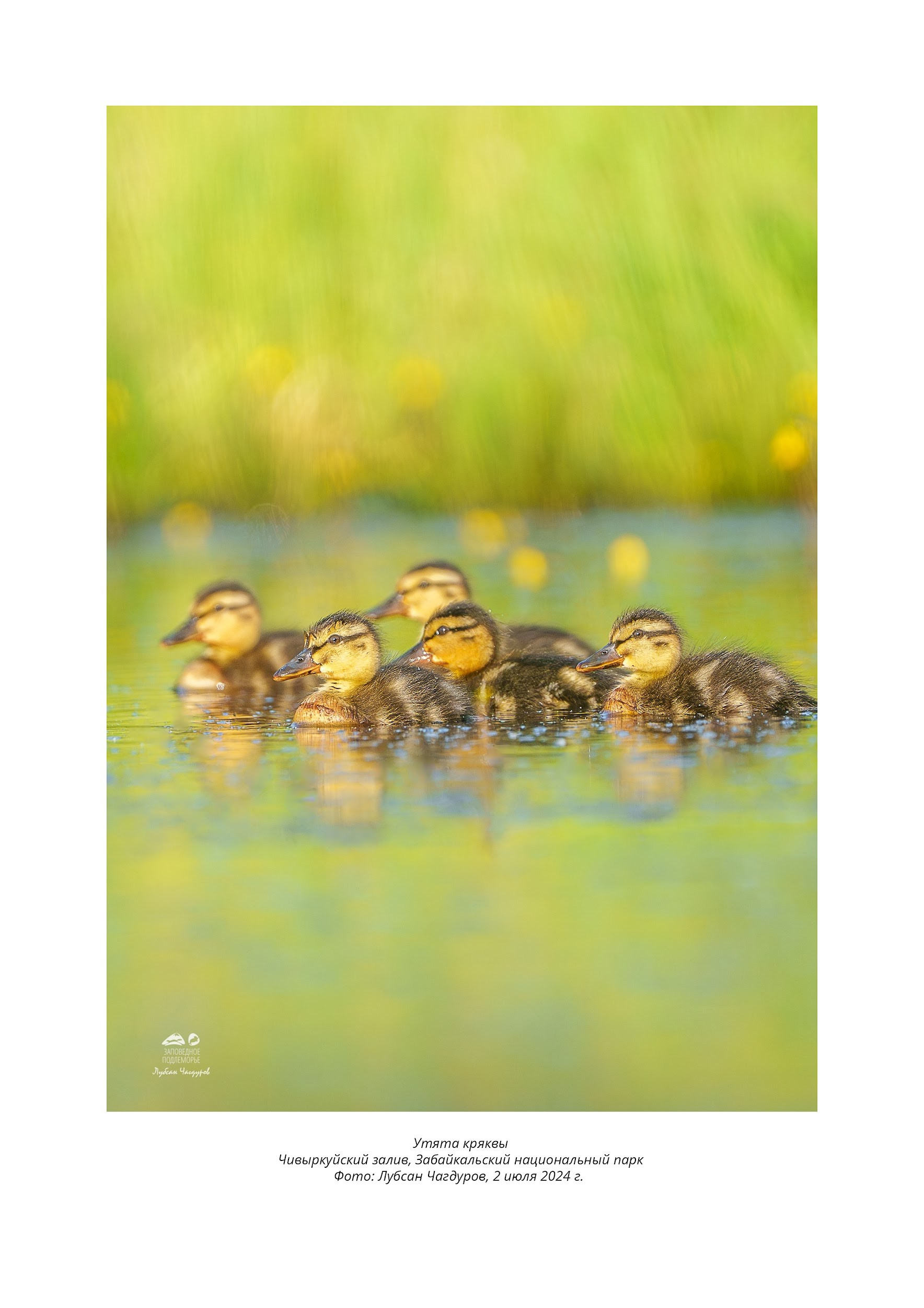 Фотограф Лубсан Чагдуров