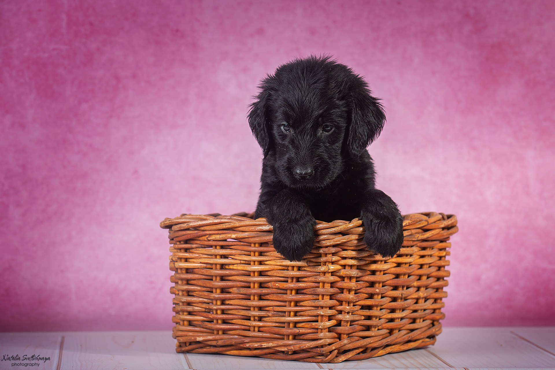 Прямошерстный ретривер (щенки). Фотограф-анималист Наталья Светличная