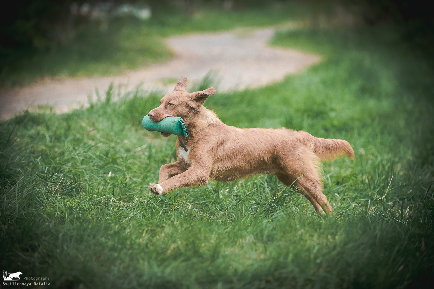 Фотограф-анималист Наталья Светличная