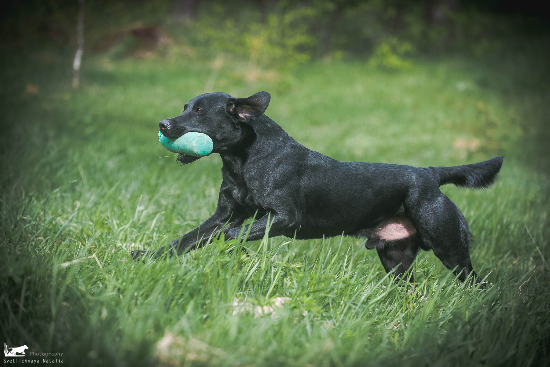 Фотограф-анималист Наталья Светличная