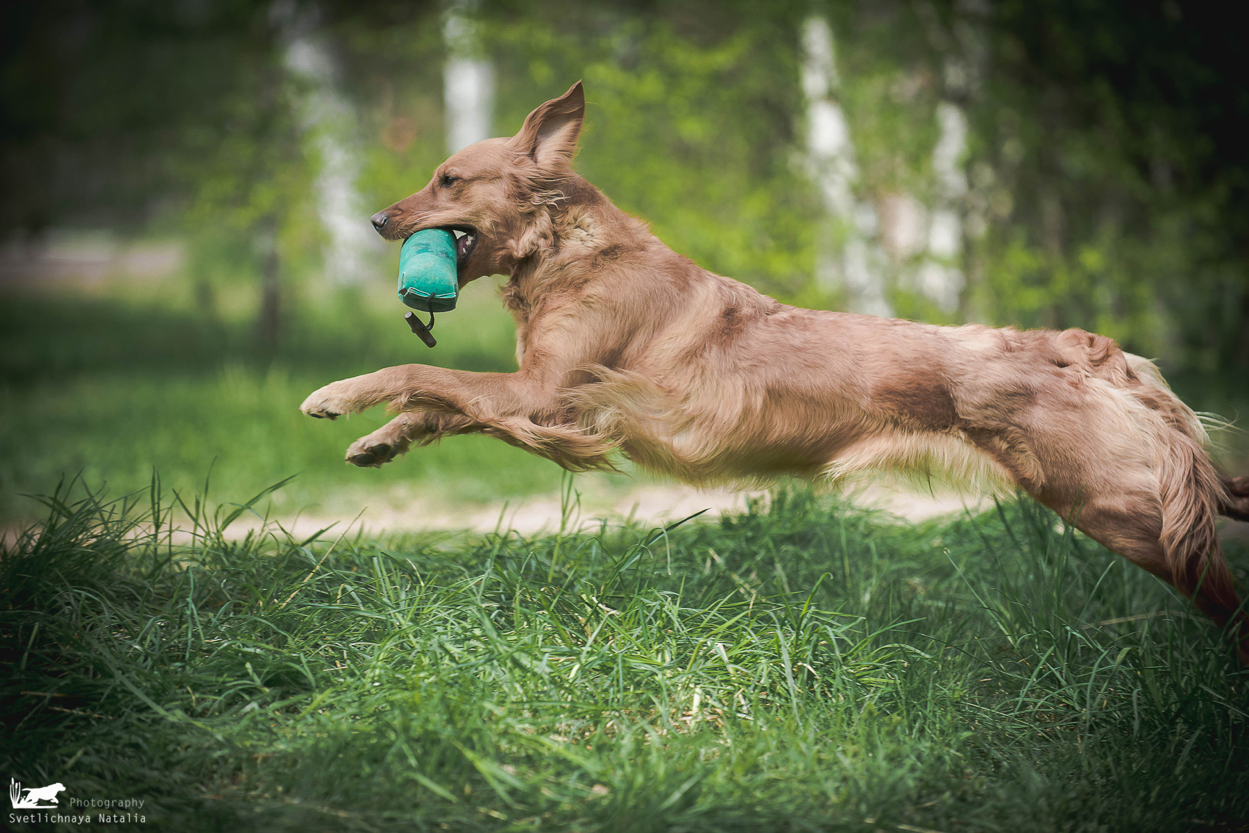 Тренировочный ВТ Школы Шмеля, Ярославская область, 22 мая 2022 года. Фотограф-анималист Наталья Светличная