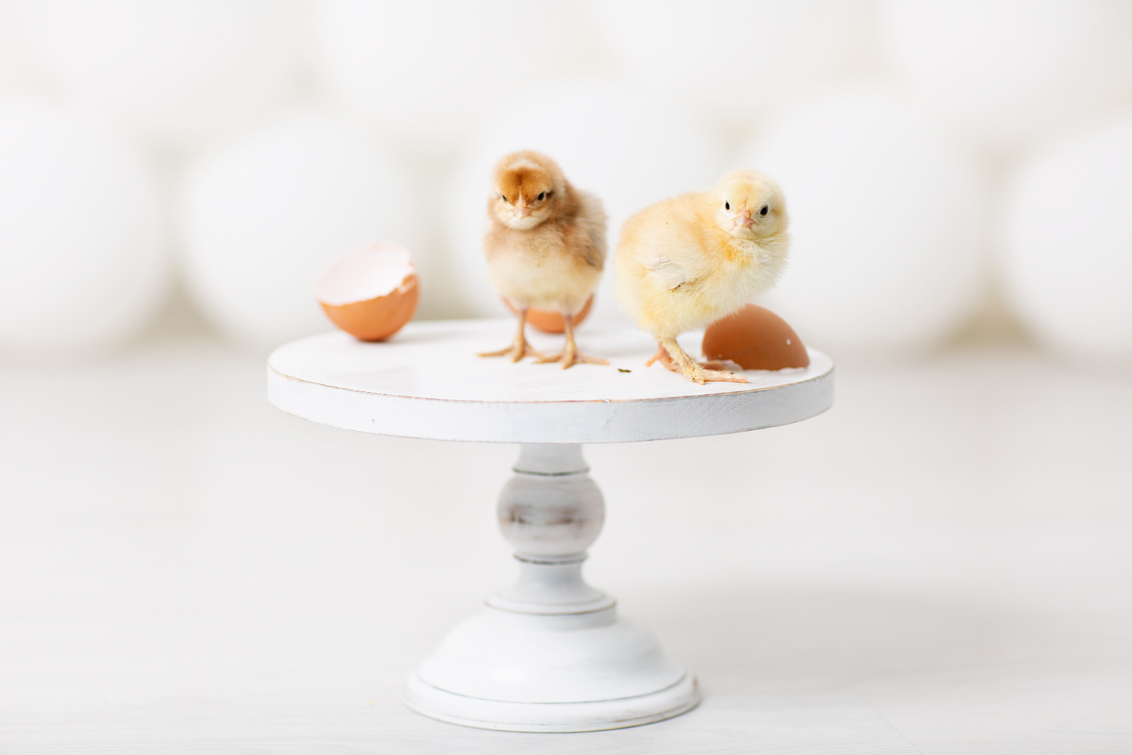 Цыплята крупным планом