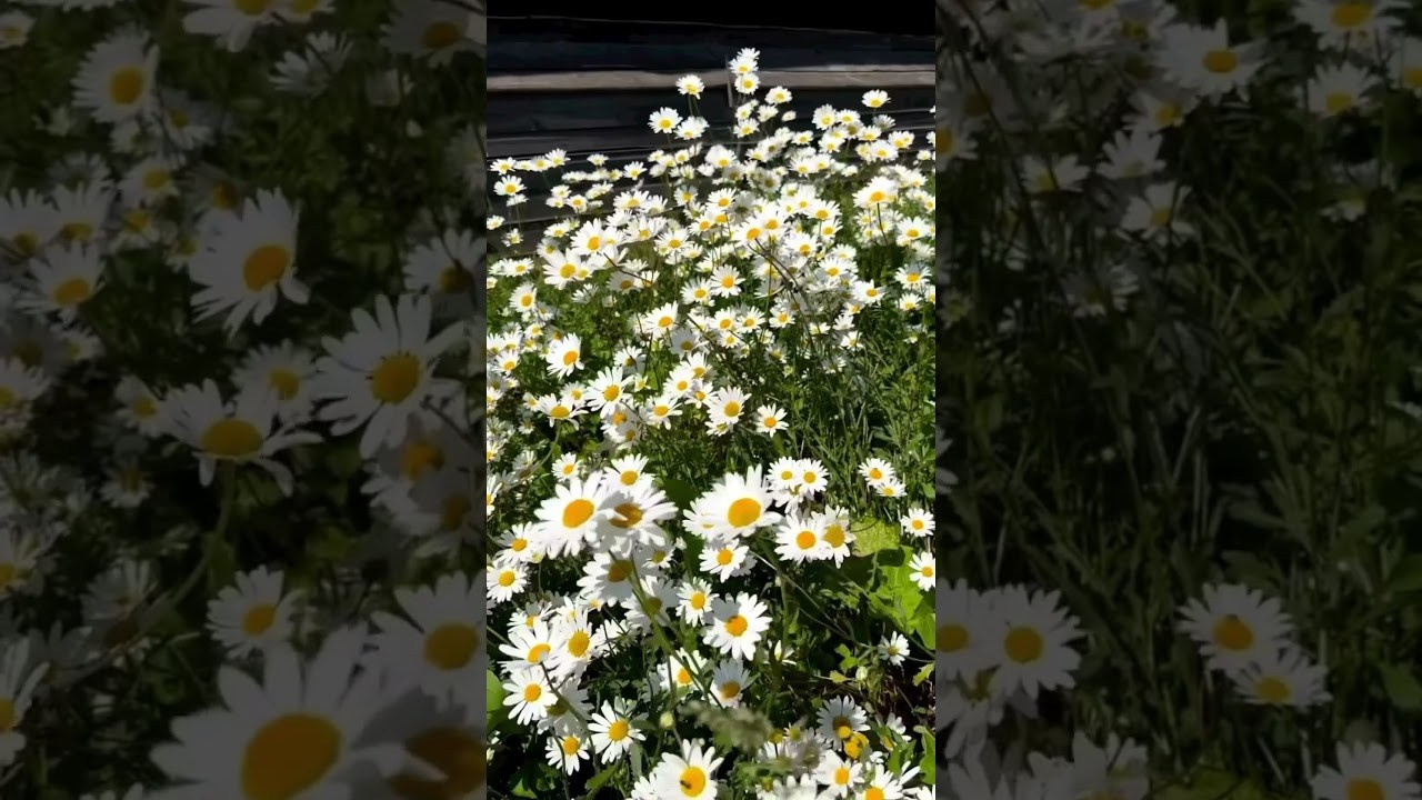 Путешествие в Суздаль. Фотограф и видеограф Елена Лисина