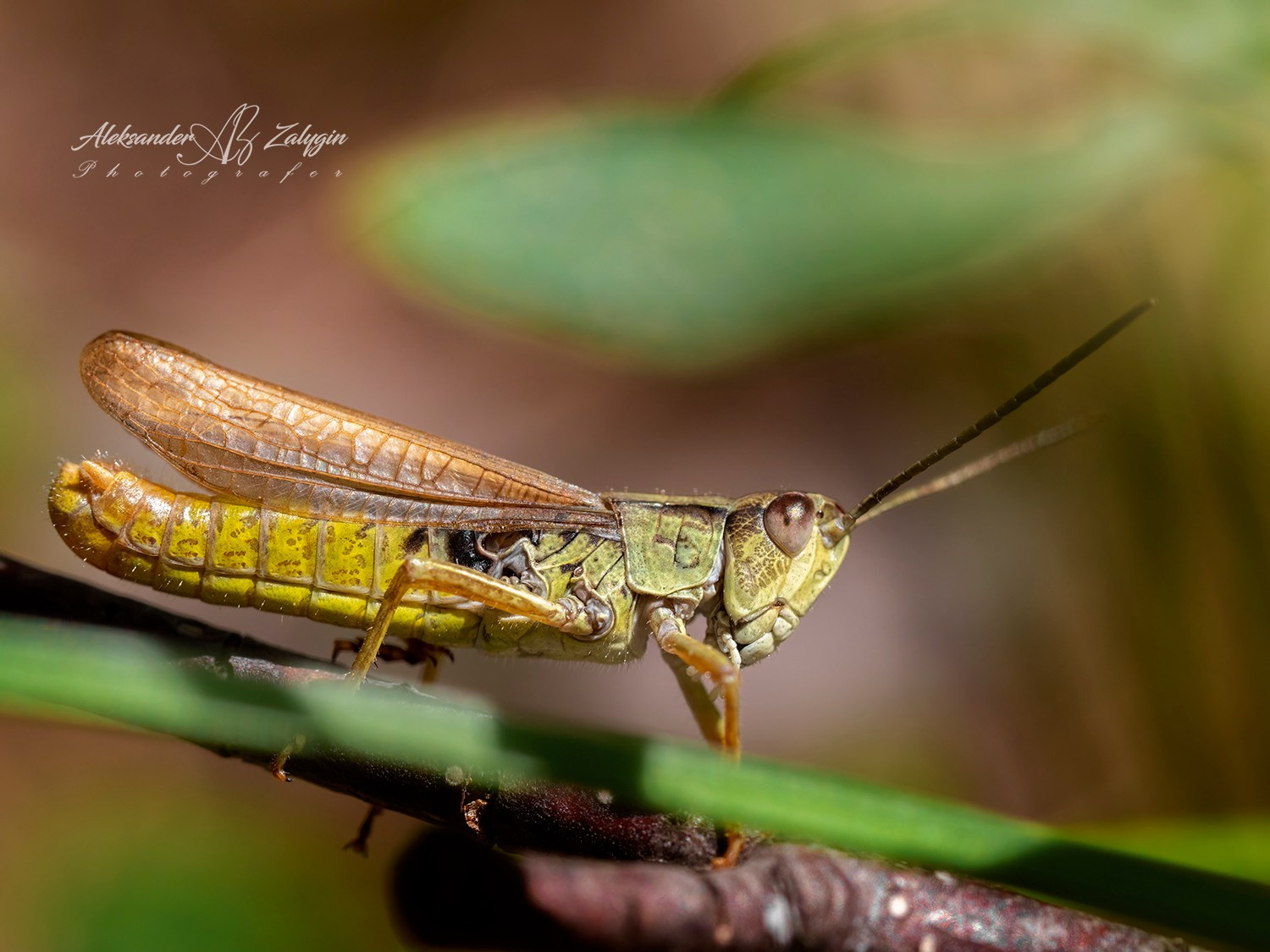 Отзывы. Семейные фотографы в Екатеринбурге Анна и Александр A&A Best Foto