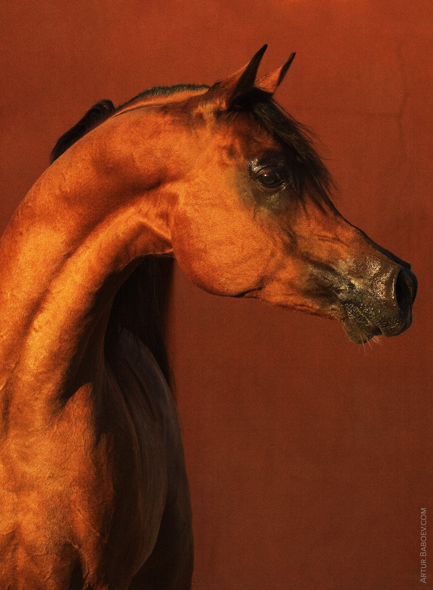 Art photos of horses — ARTUR BABOEV | Photographer