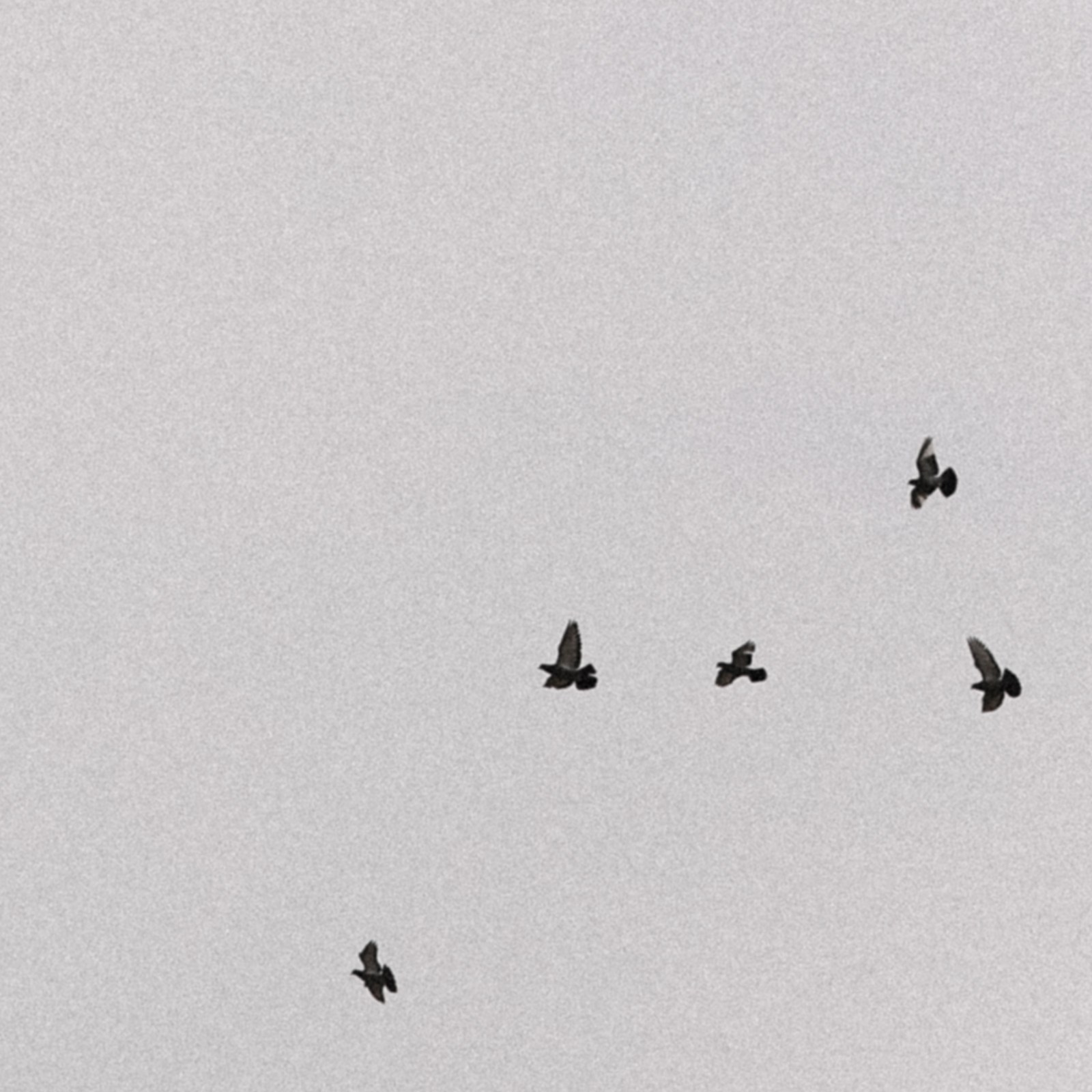 Свадебный и семейный фотограф Москва, Спб, Крым Игорь Сазонов