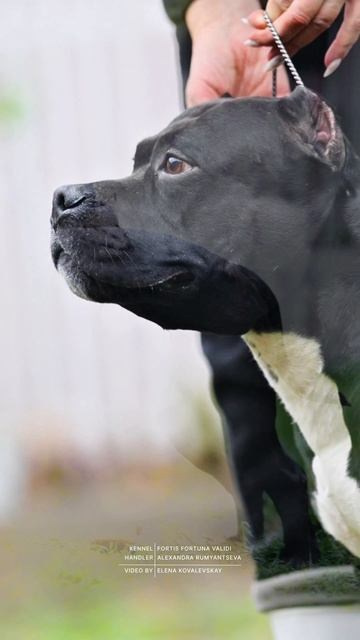 Булли покет кобель Вэл. ПИТОМНИК СОБАК ПОРОДЫ АМЕРИКАНСКИЙ БУЛЛИ