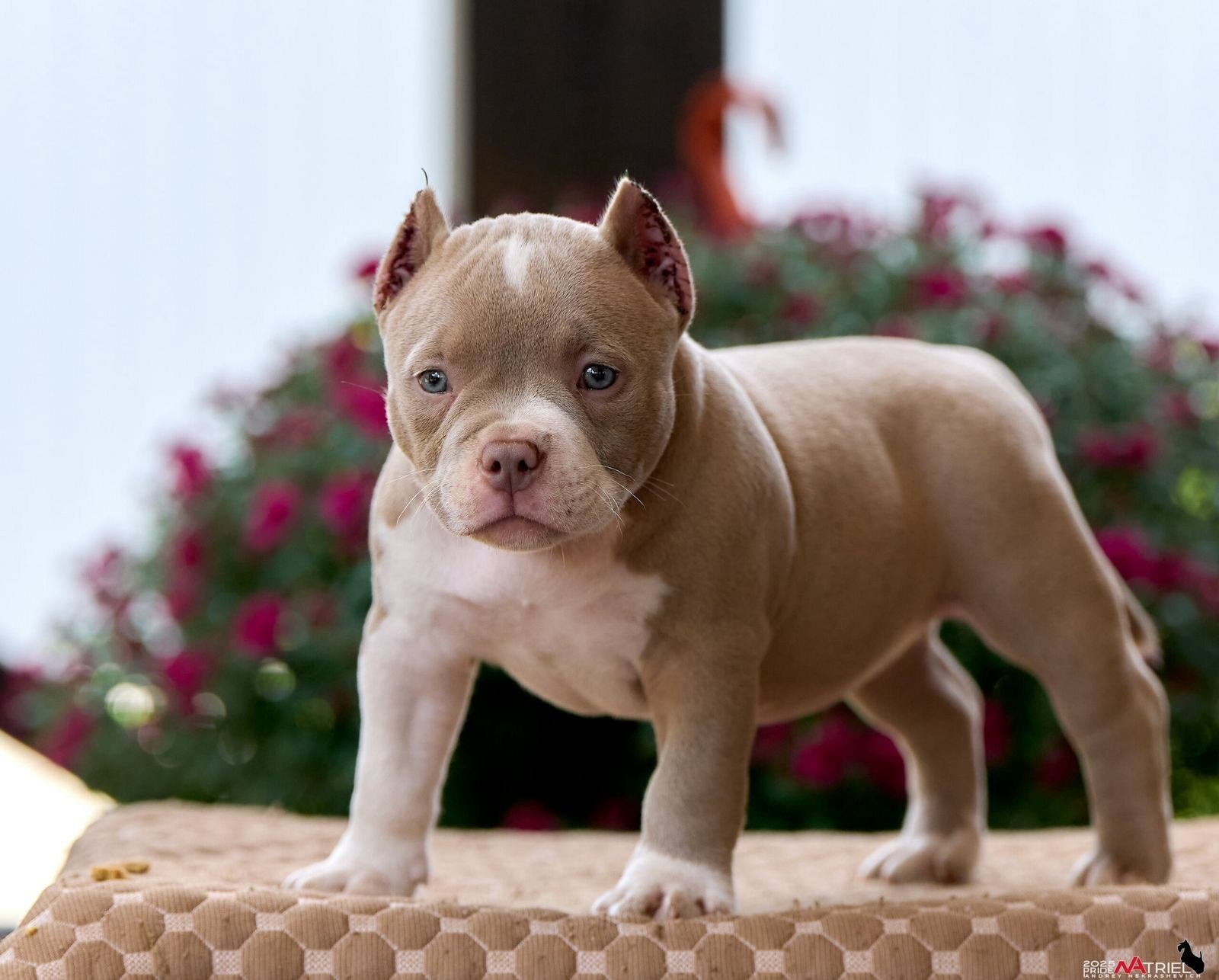 Первые детские фотографии суки американского булли покет NIRVANA KENNEL LIONA TPOS дочки EXCEPTIONAL'S ZEUS Нск