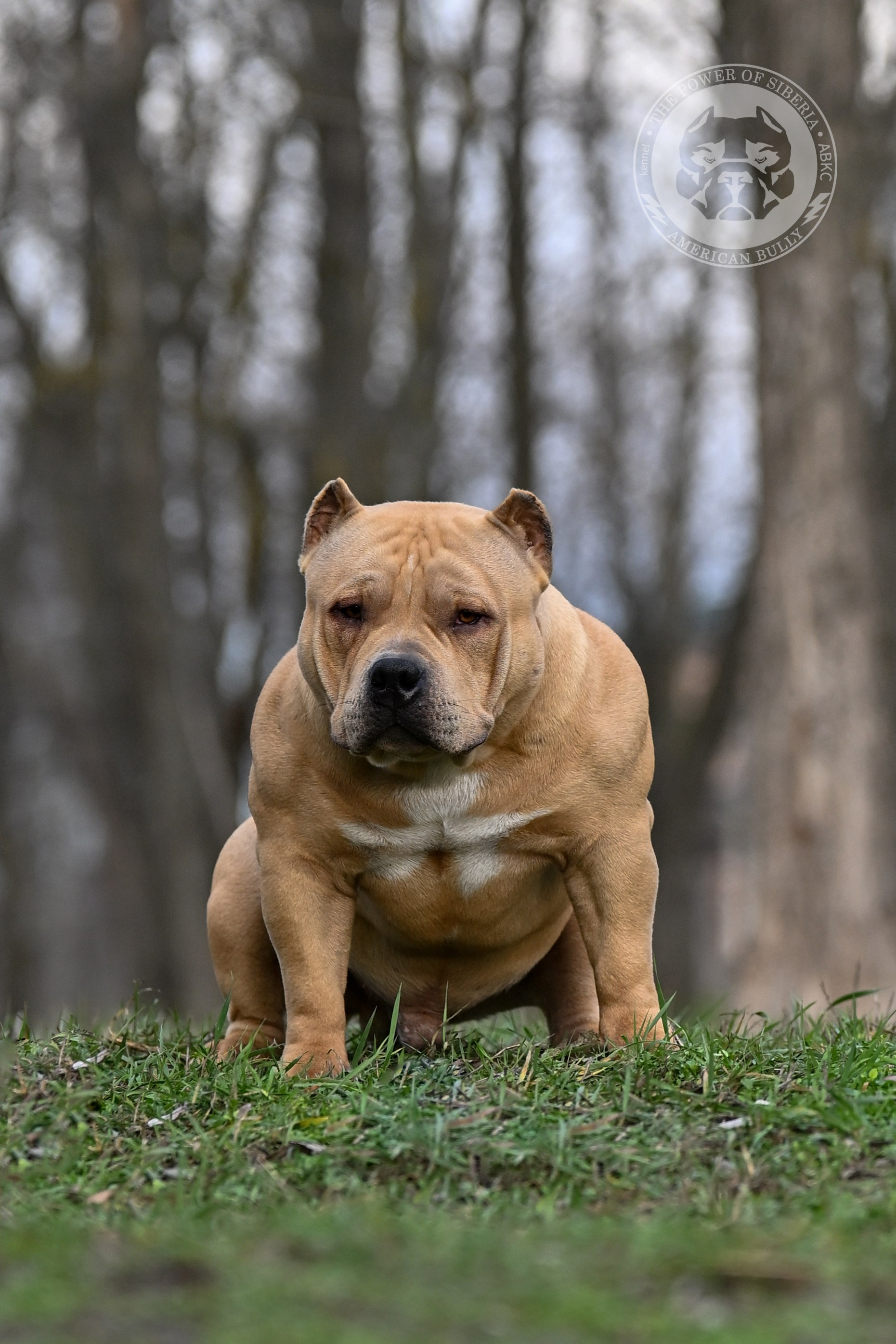 Обмускуленный кобель булли покет Зевс палевый соболь от HARDENED BULLY'S MONGOL крови Словакия