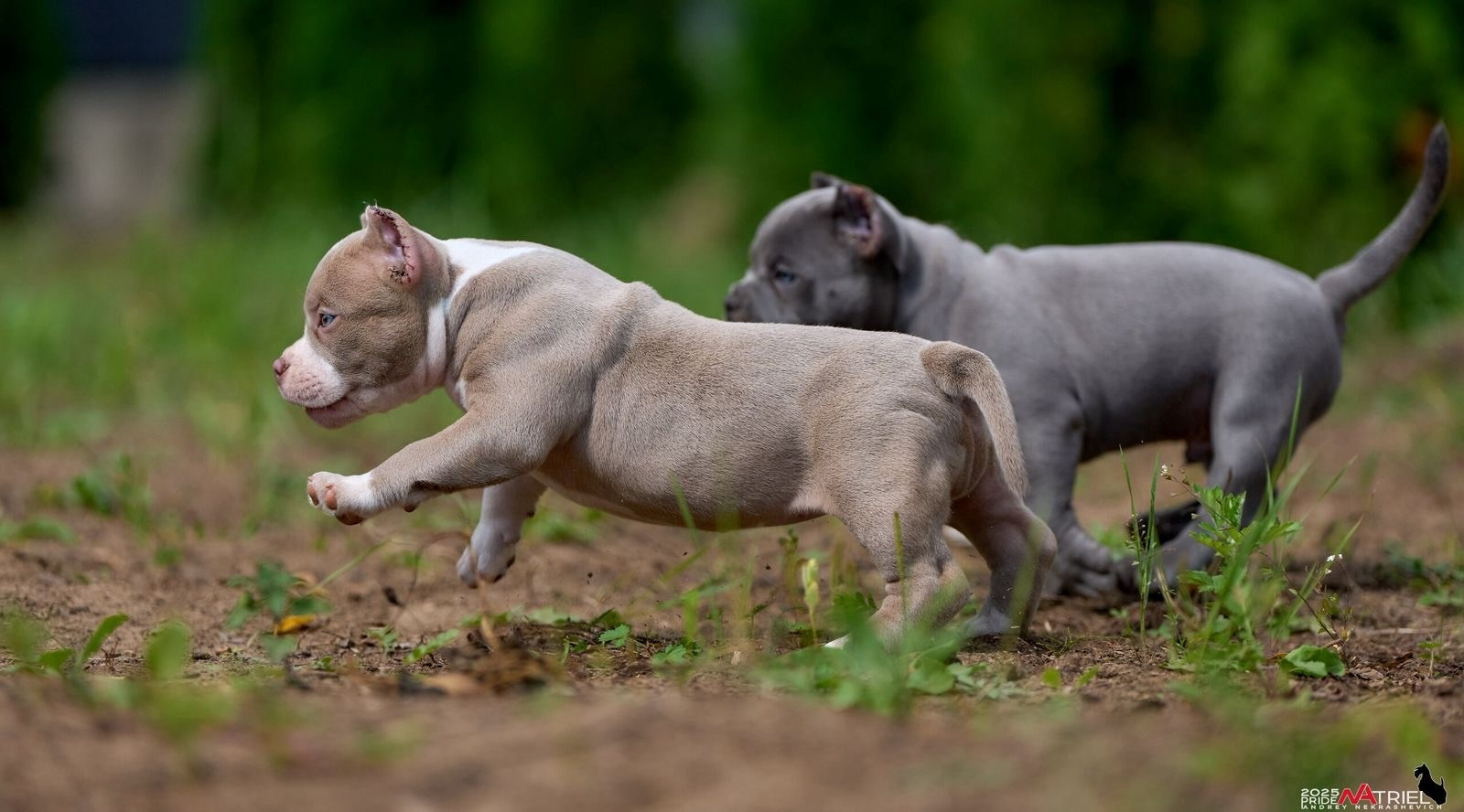 Маленькая сука американского булли покет от пары EXCEPTIONAL'S ZEUS и BULLY COMPANY DOGMA с устойчивой психикой Орел