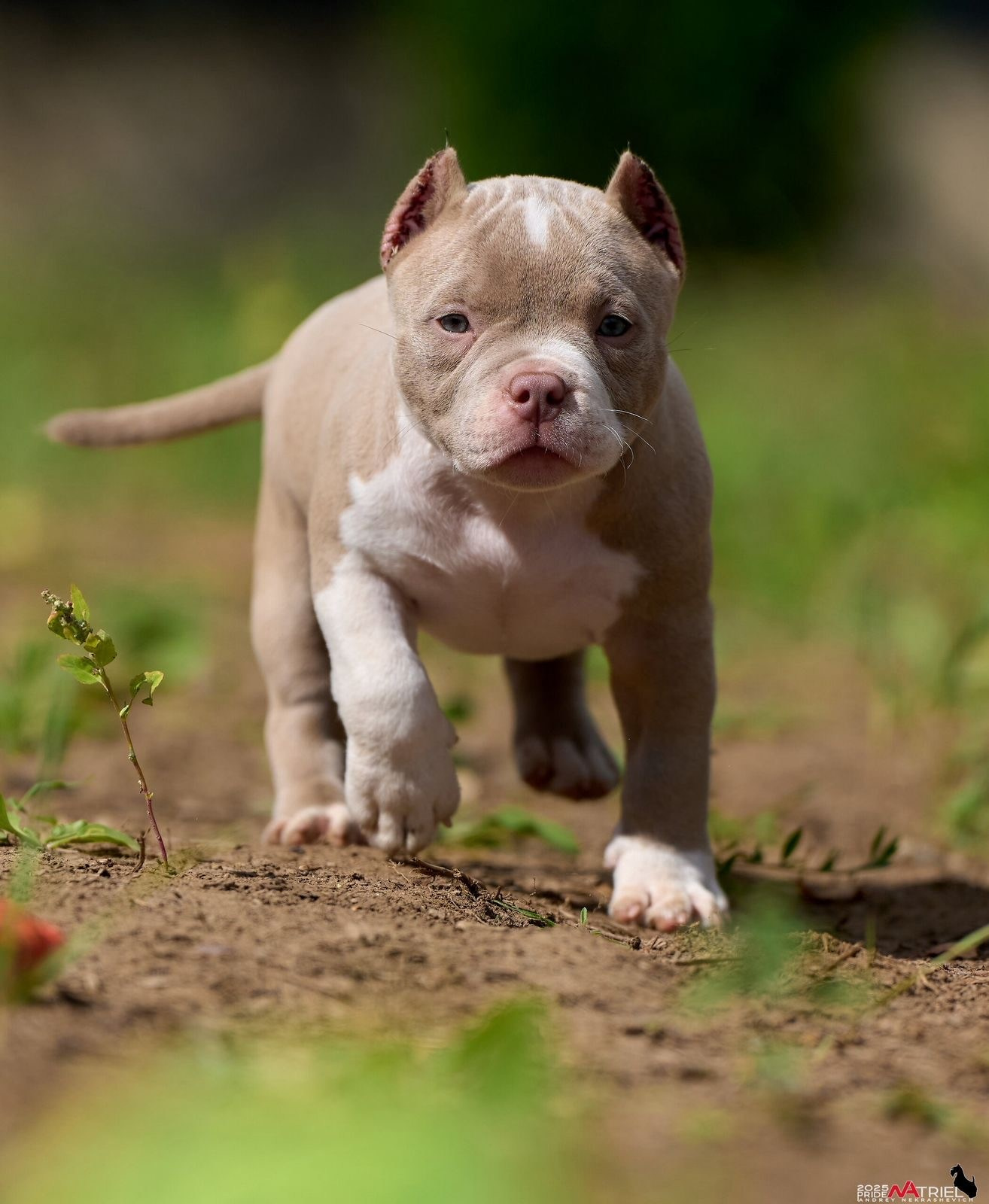 Перспективный щенок американского булли покет для выставок от пары EXCEPTIONAL'S ZEUS и BULLY COMPANY DOGMA Кострома