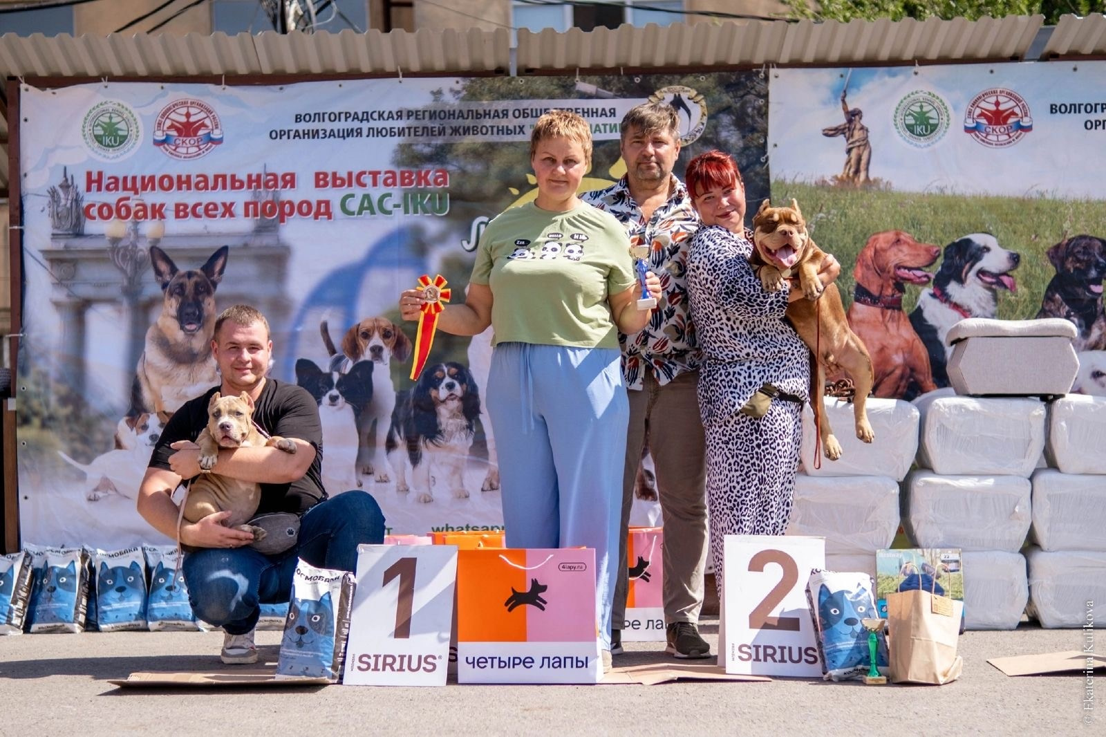 Чистокровный щенок американского булли с метрикой международной ассоциации ABKC на съемке в выгуле Батайск