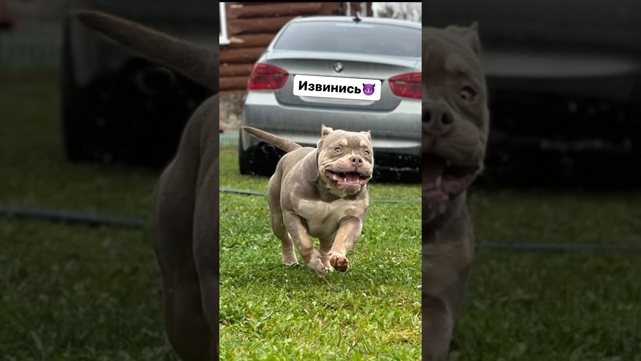 Stark. Питомник американских булли Bounty Pride Bully