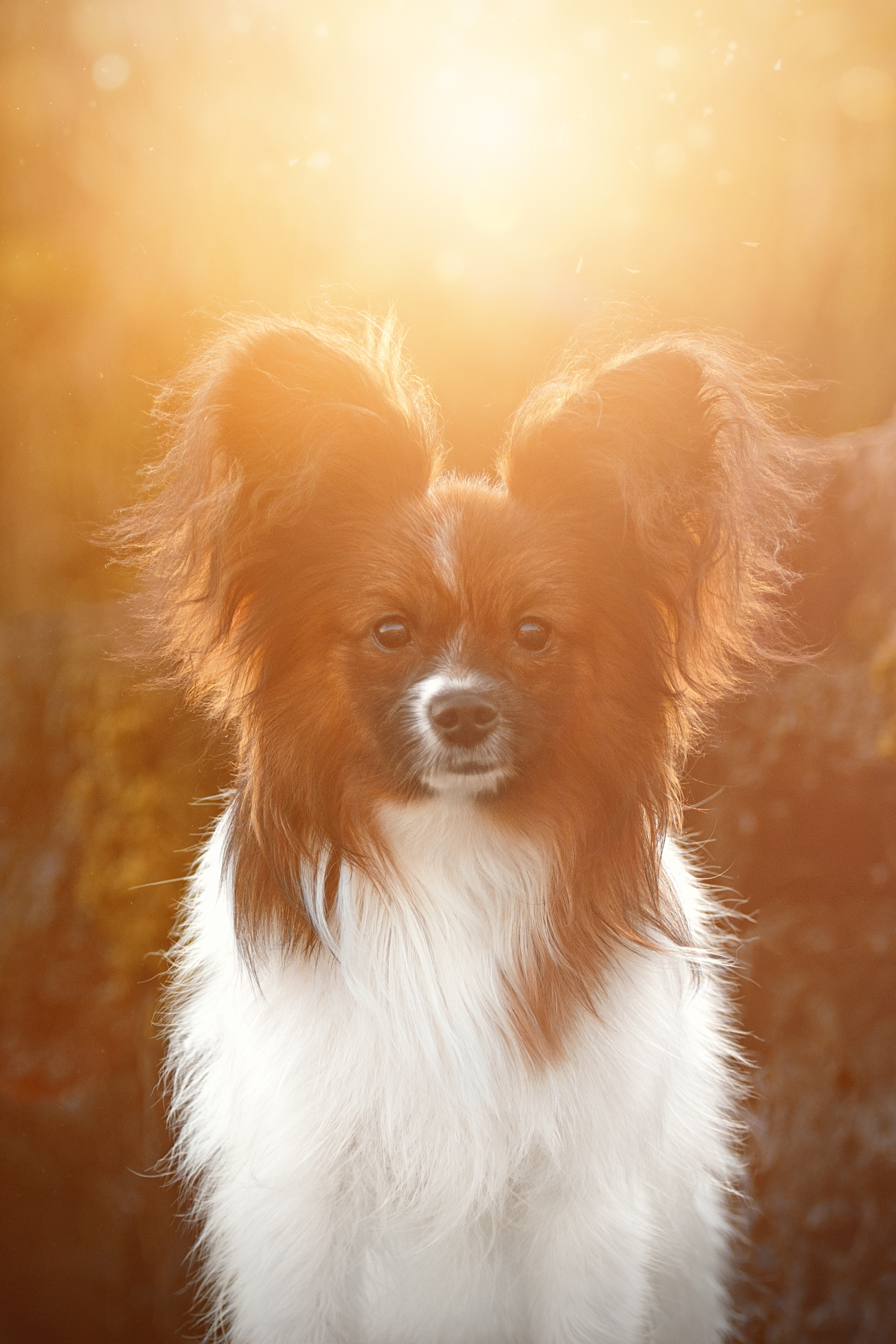 Фотограф анималист в Санкт-Петербурге Ирина Ковалева