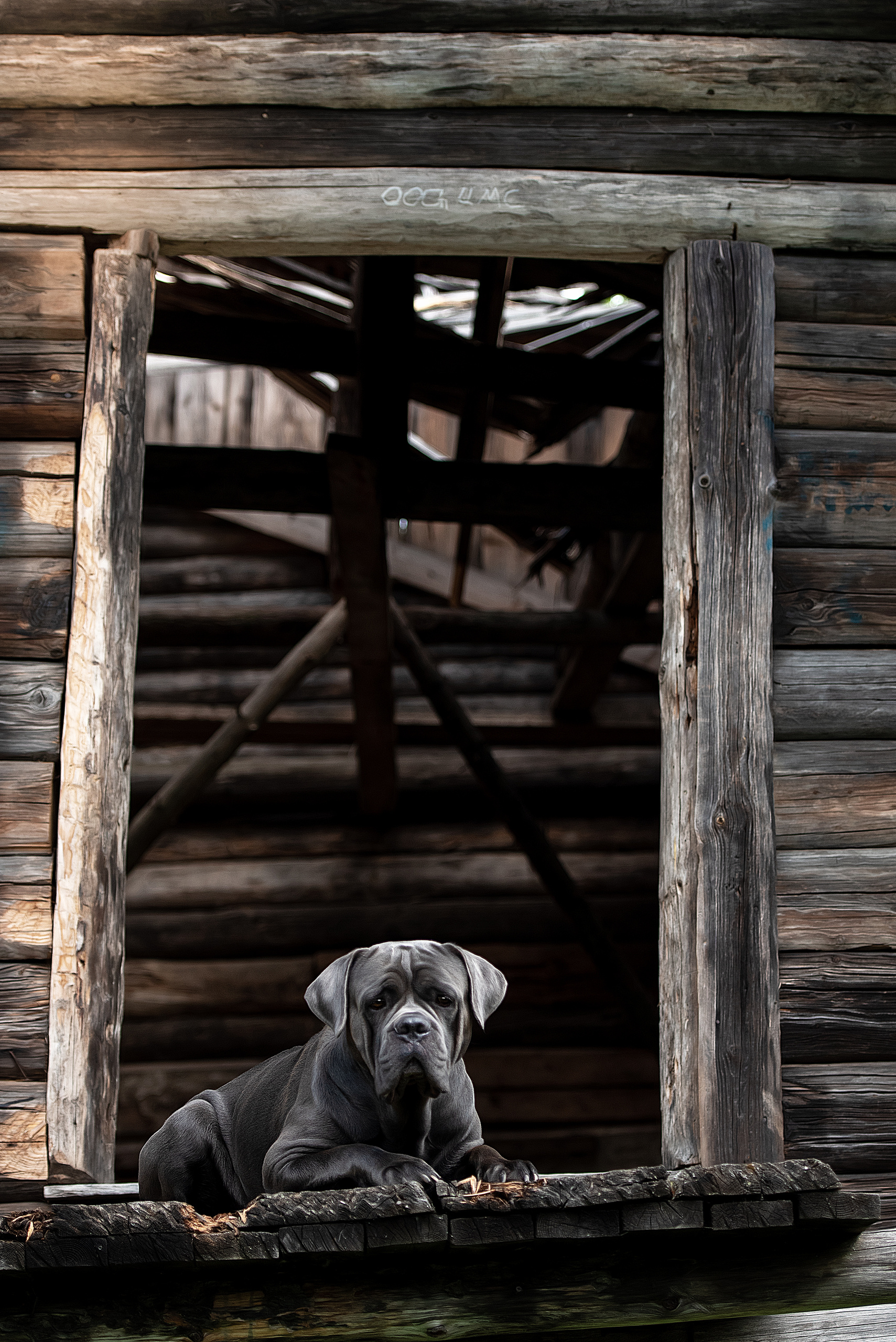 Фотограф анималист в Санкт-Петербурге Ирина Ковалева
