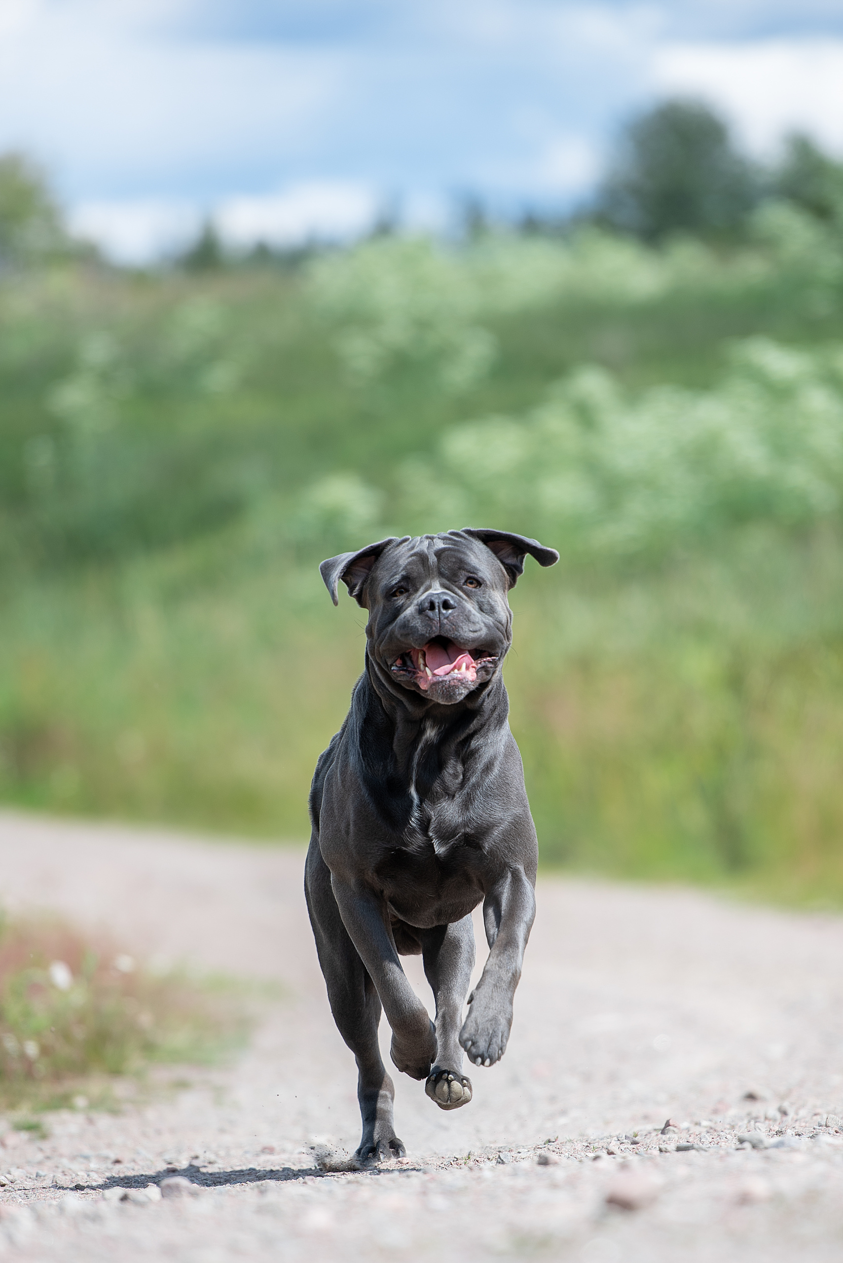 Фотограф анималист в Санкт-Петербурге Ирина Ковалева