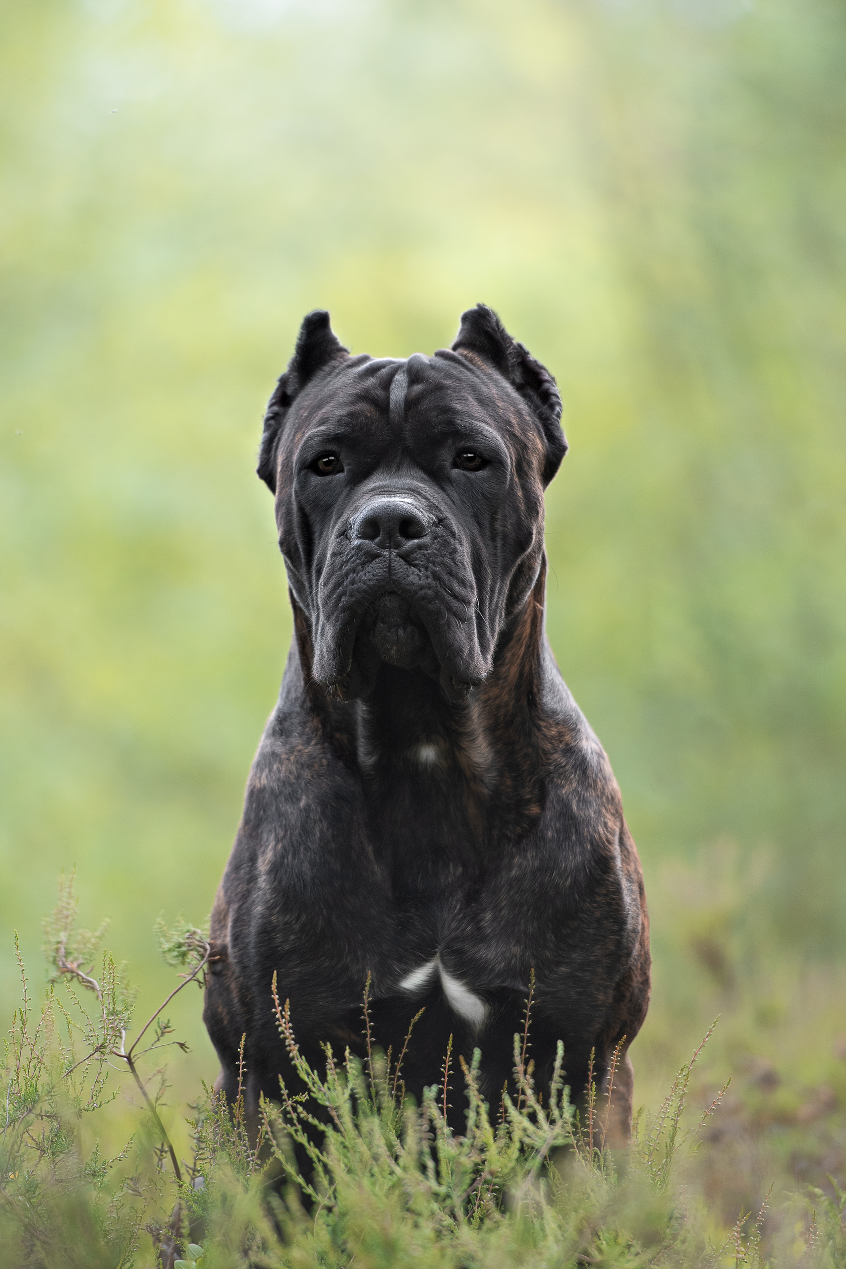Фотограф анималист в Санкт-Петербурге Ирина Ковалева