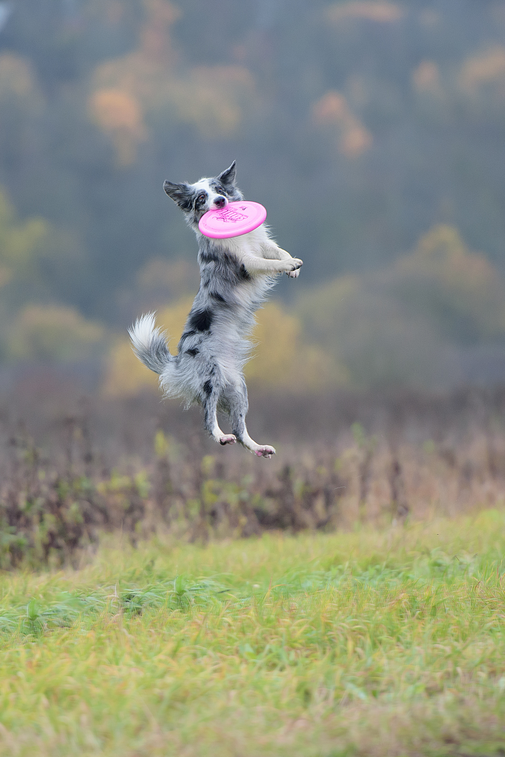 Фотограф анималист в Санкт-Петербурге Ирина Ковалева